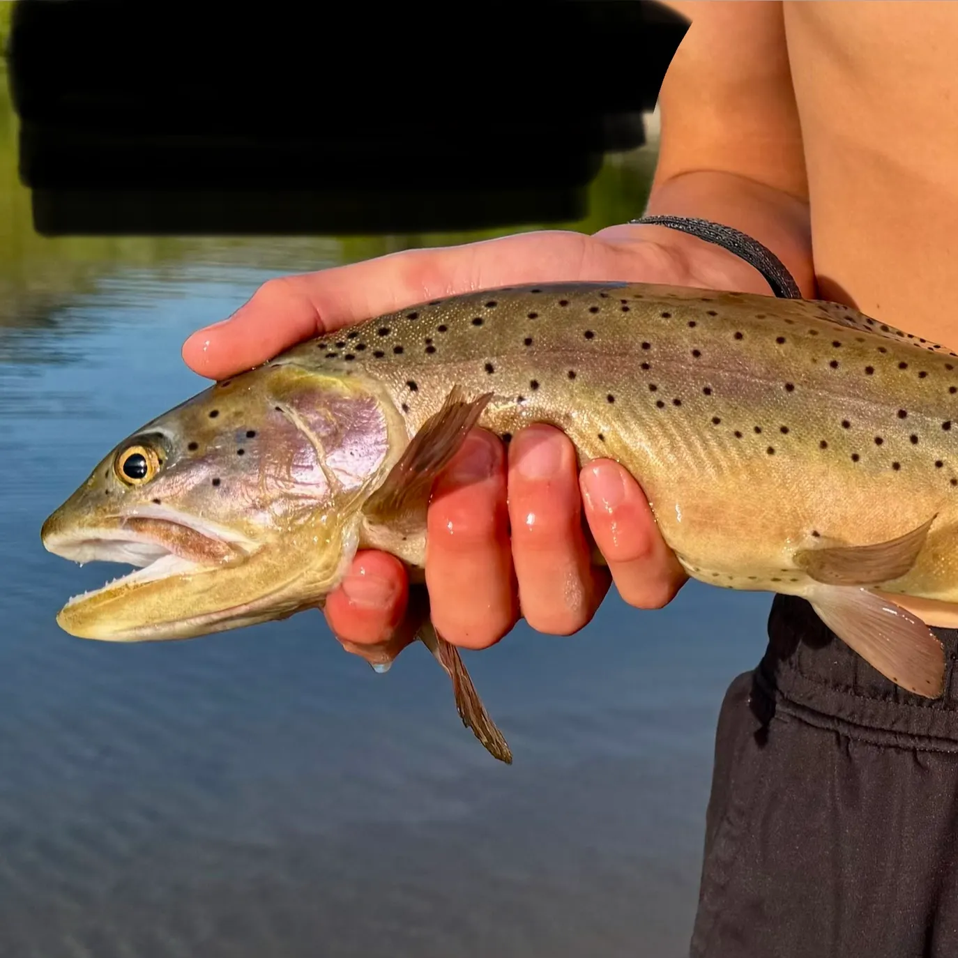 The most recent Cutthroat trout catches on Fishbrain