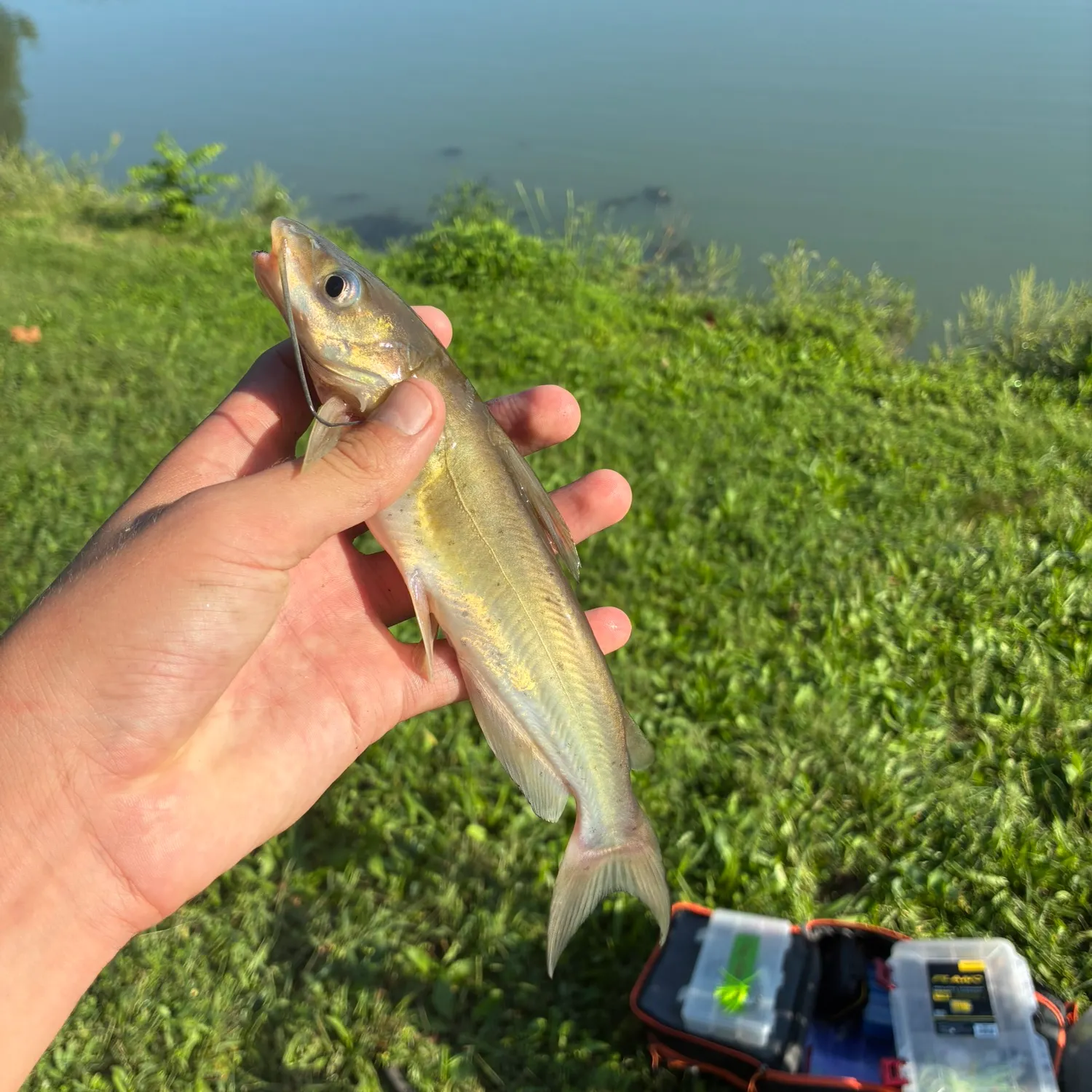 Channel catfish caught on Fishbrain