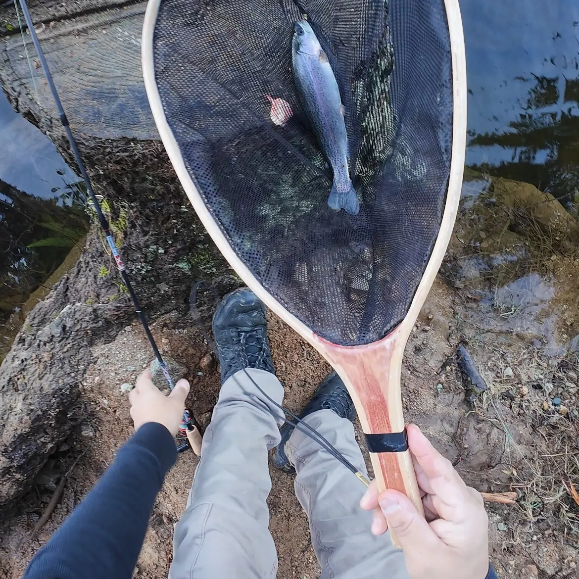 The most recent Rainbow trout catches on Fishbrain