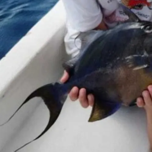 The most recent Queen triggerfish catches on Fishbrain