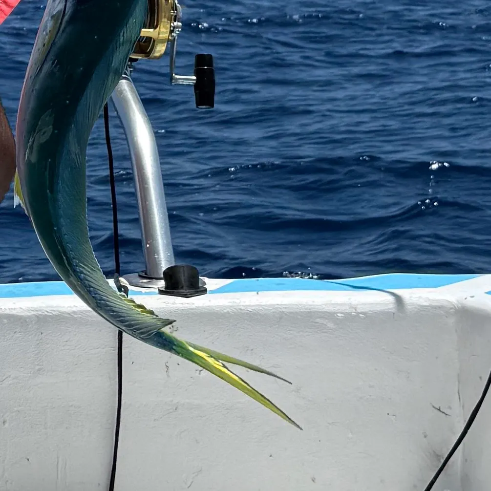 The most recent Pompano dolphinfish catches on Fishbrain