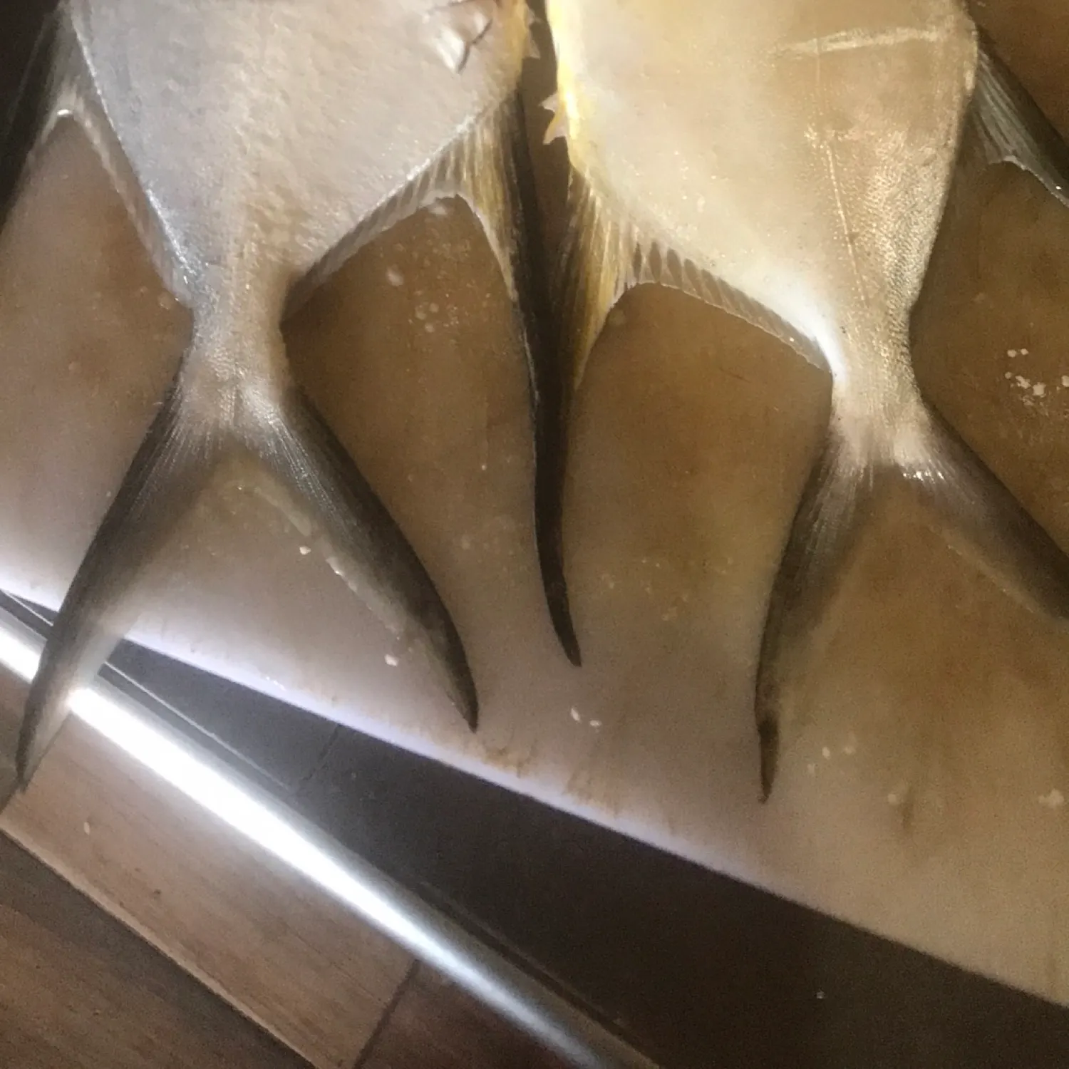 The most recent Palometa catches on Fishbrain