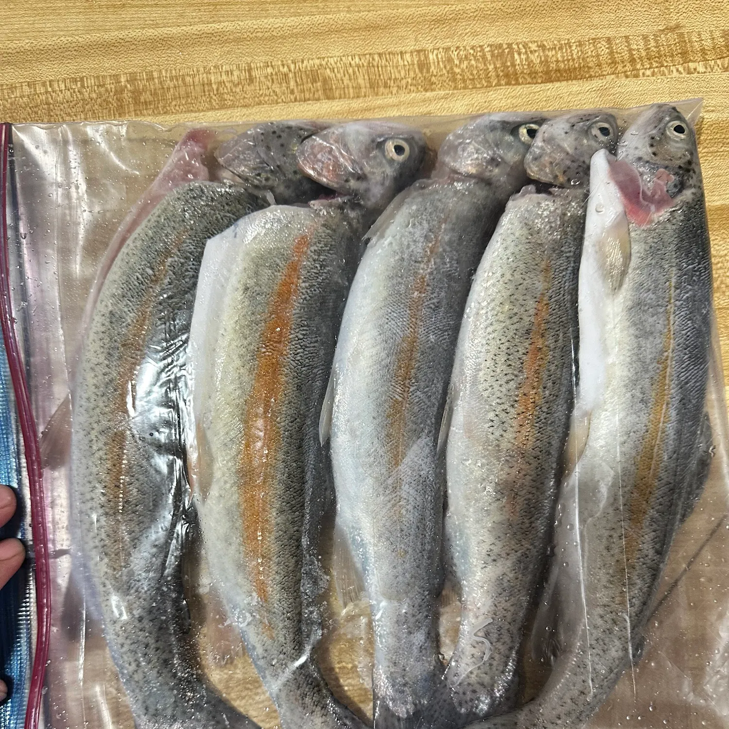 recently logged catches