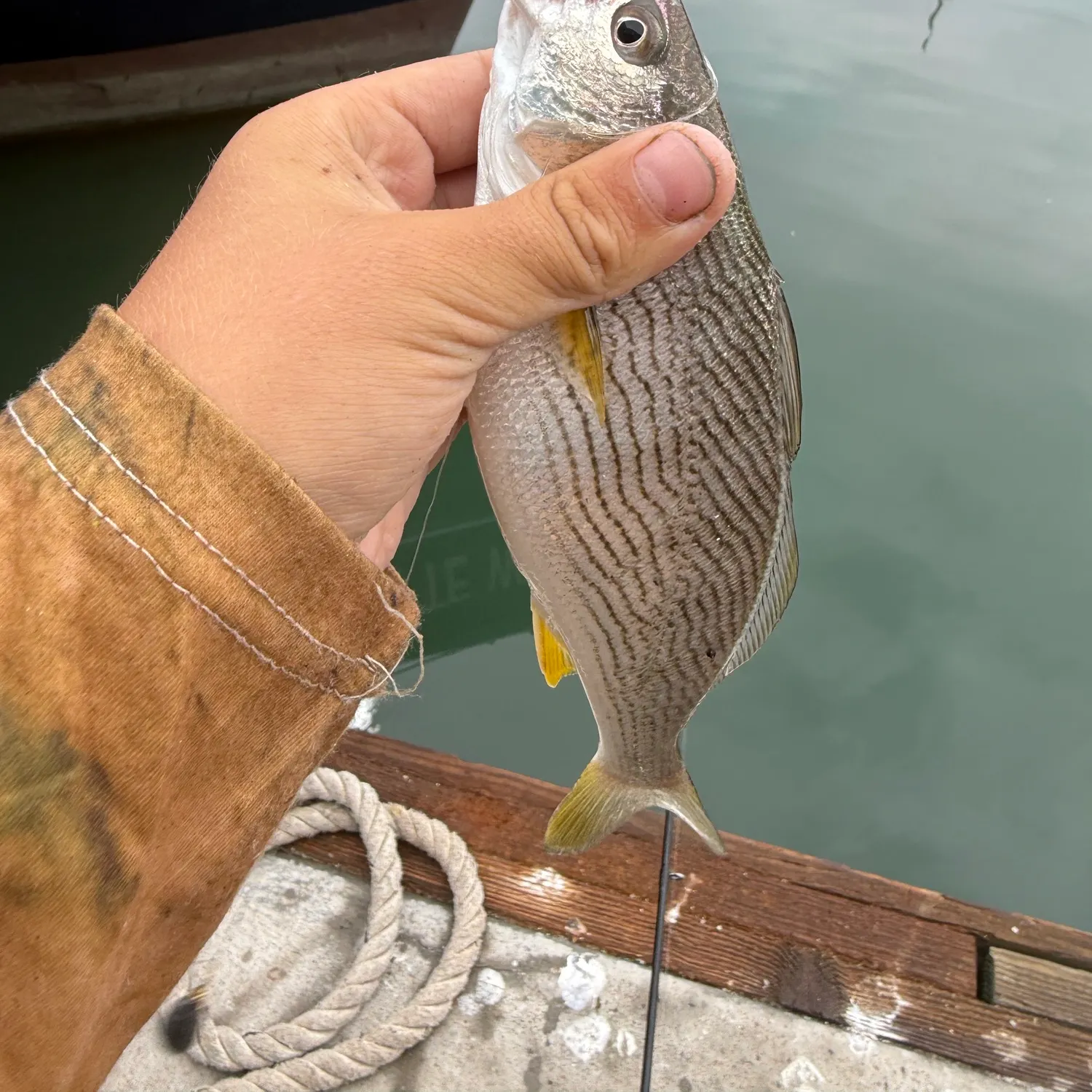The most recent Yellowfin croaker catches on Fishbrain