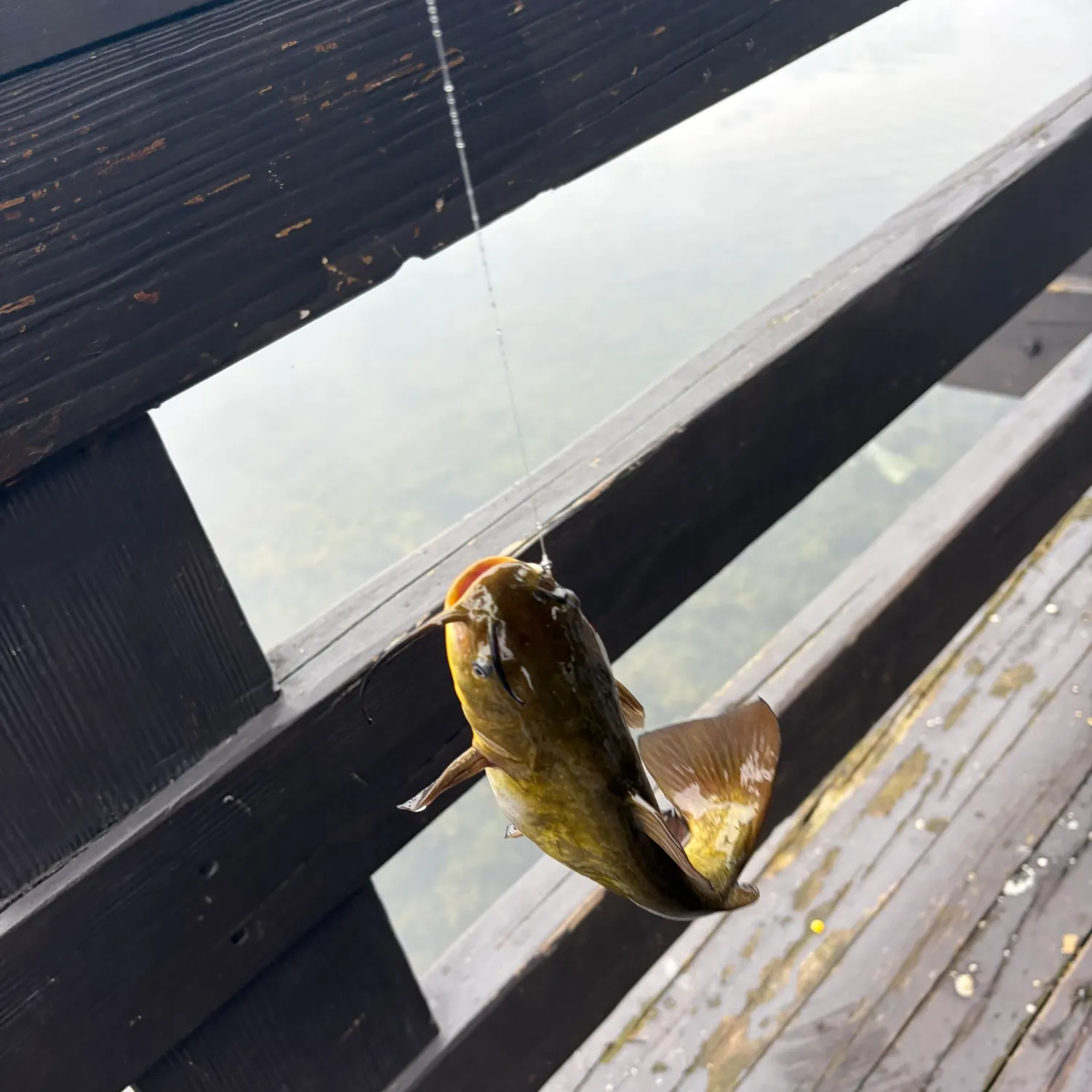 Yellow bullhead caught on Fishbrain