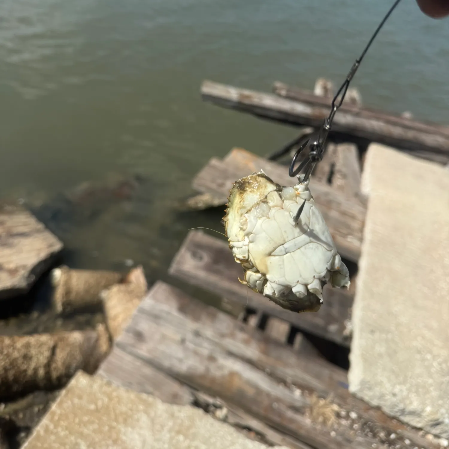 Blue crab caught on Fishbrain