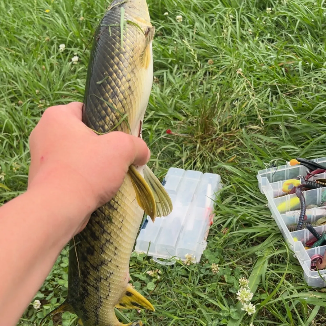 The most recent Alligator gar catches on Fishbrain
