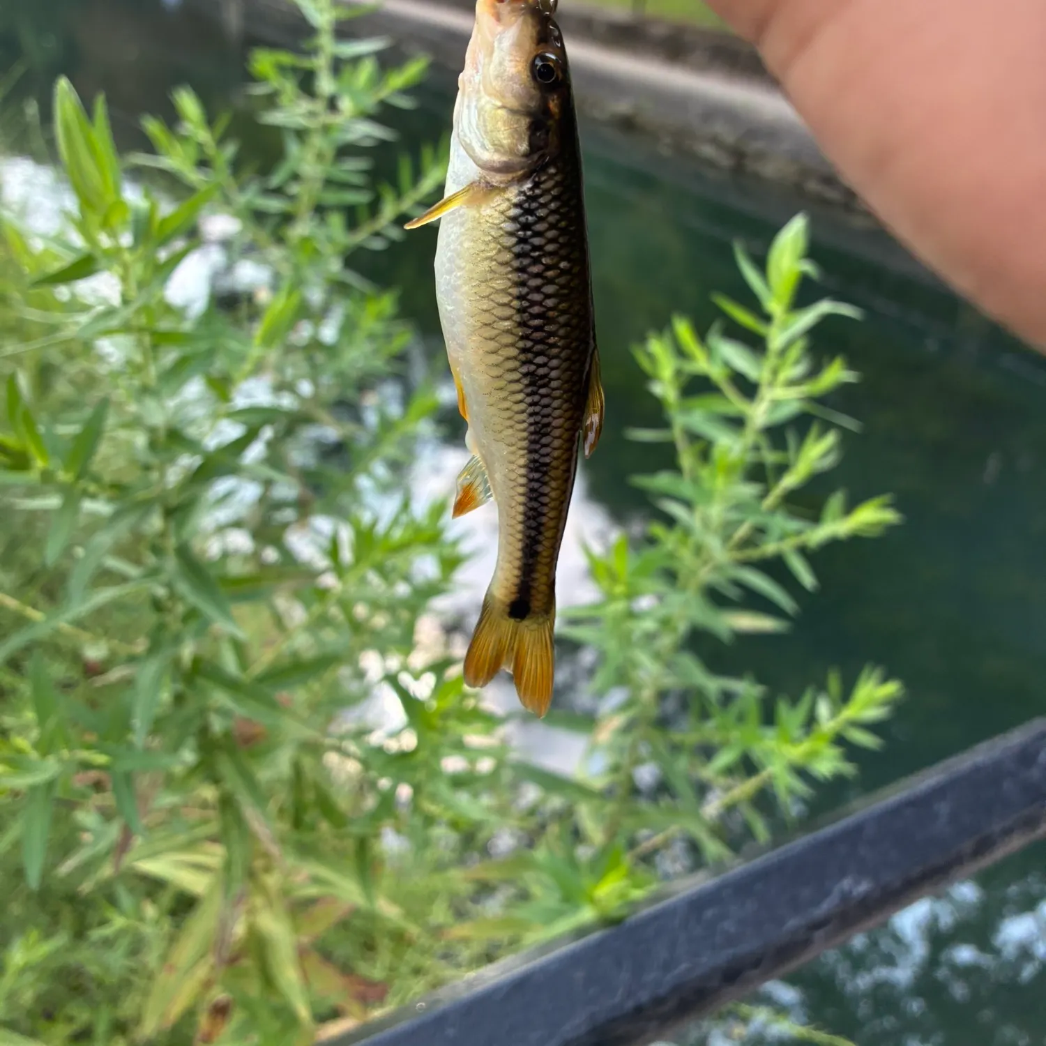 Creek chub caught on Fishbrain