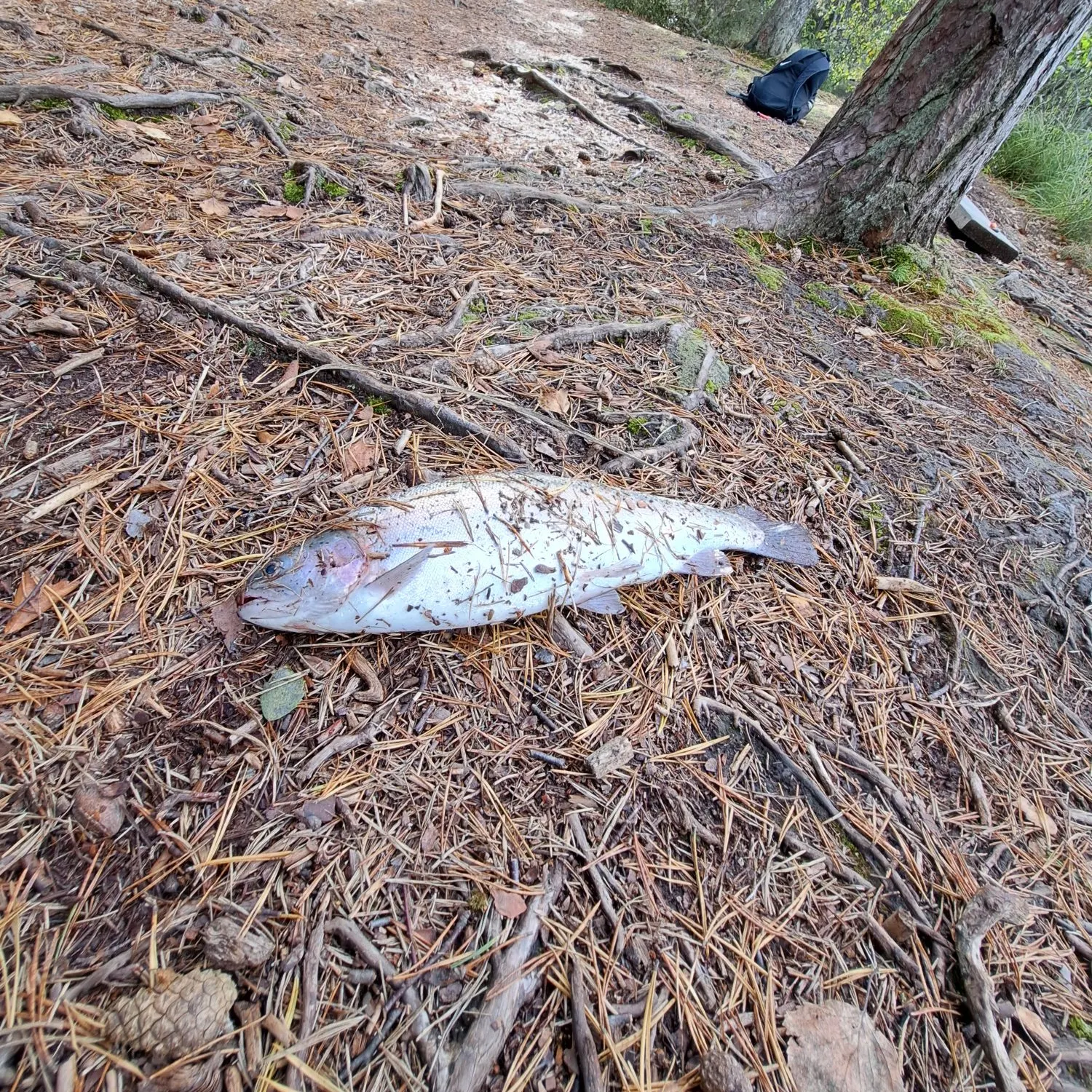 Rainbow trout caught on Fishbrain