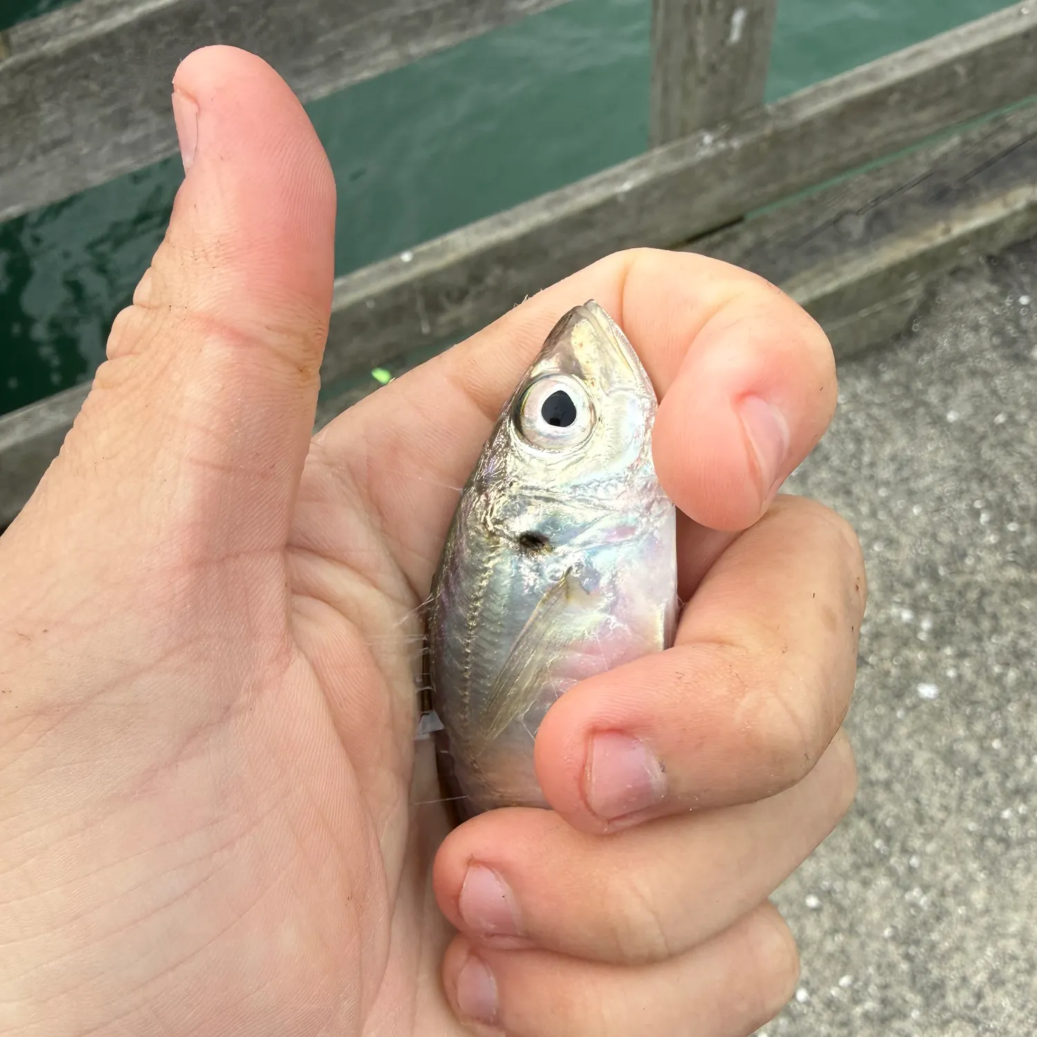 The most recent Yellowtail scad catches on Fishbrain