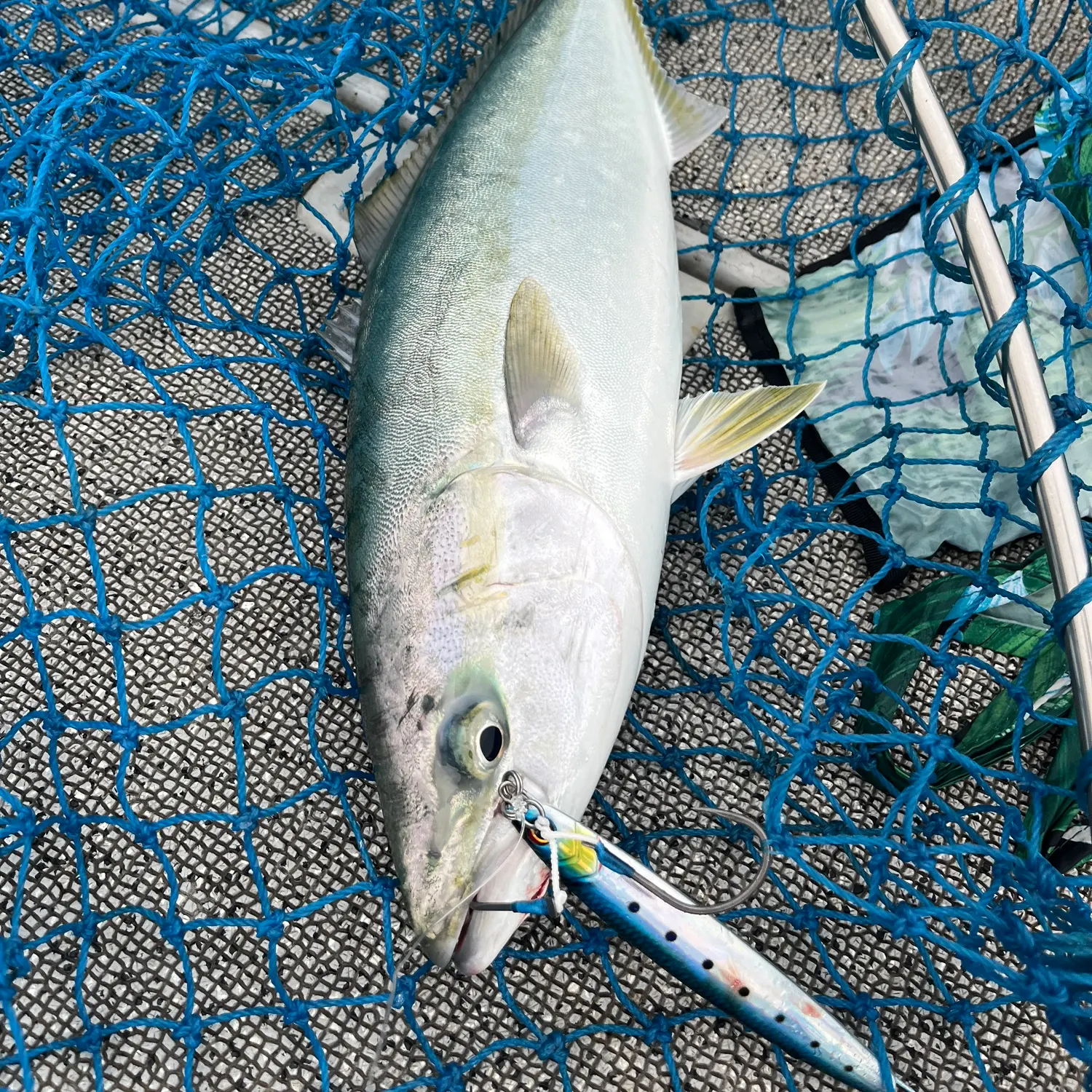 The most recent Japanese yellowtail amberjack catches on Fishbrain