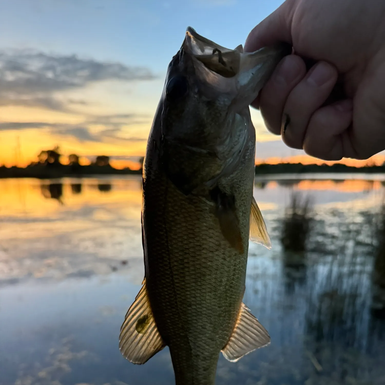 Largemouth bass caught on Fishbrain