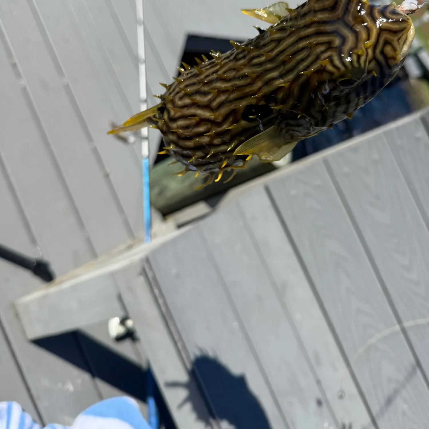 The most recent Evileye pufferfish catches on Fishbrain