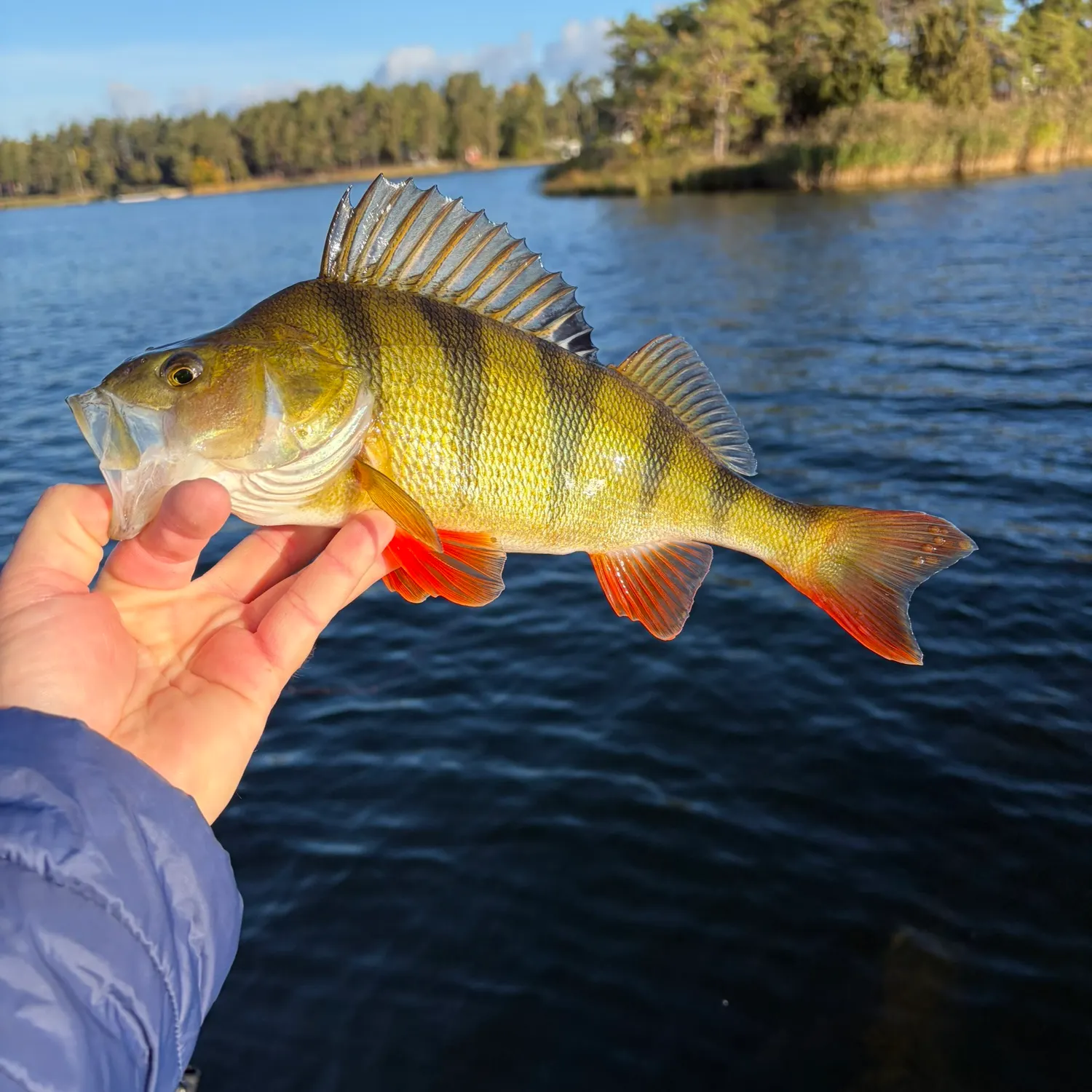European perch caught on Fishbrain