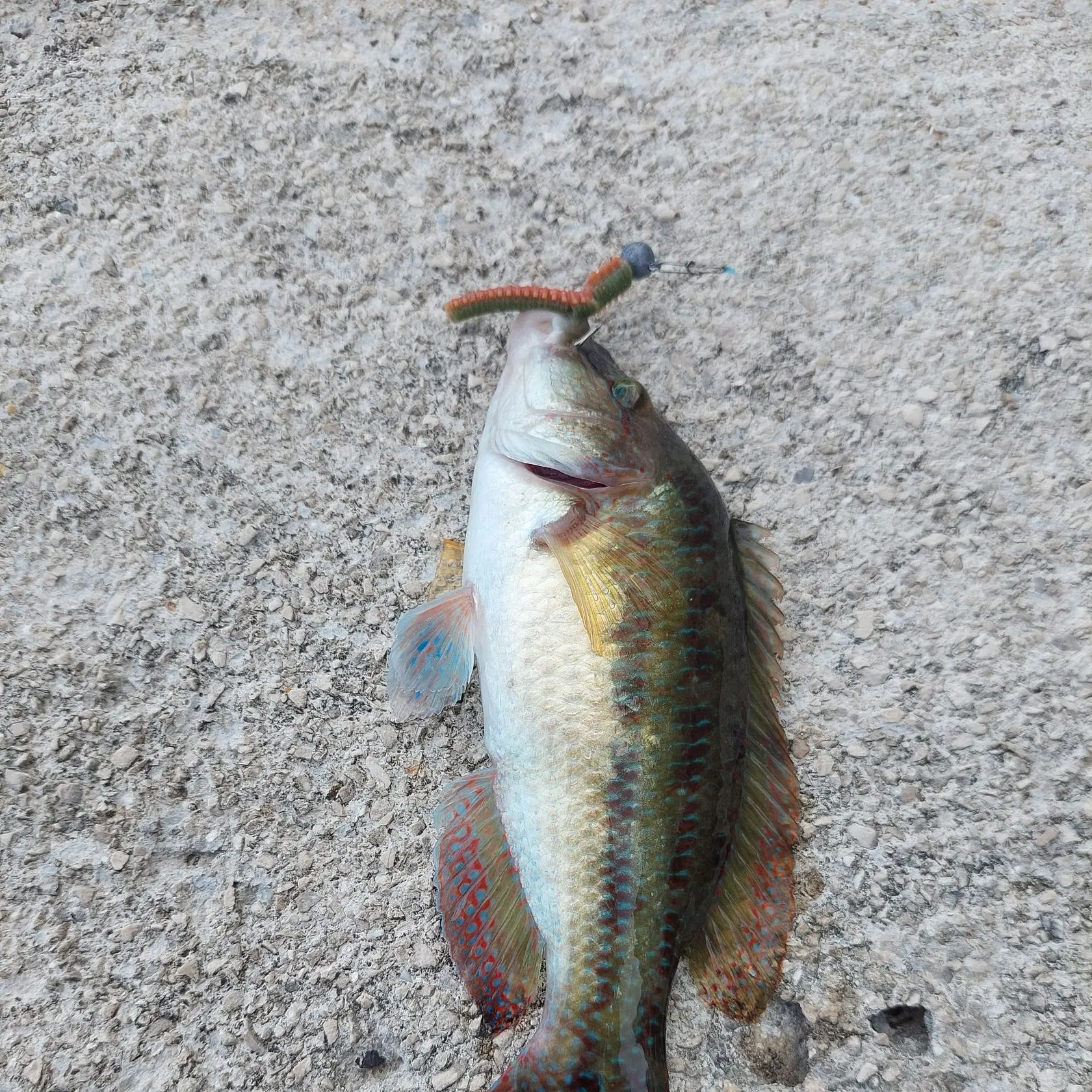 Ballan wrasse caught on Fishbrain