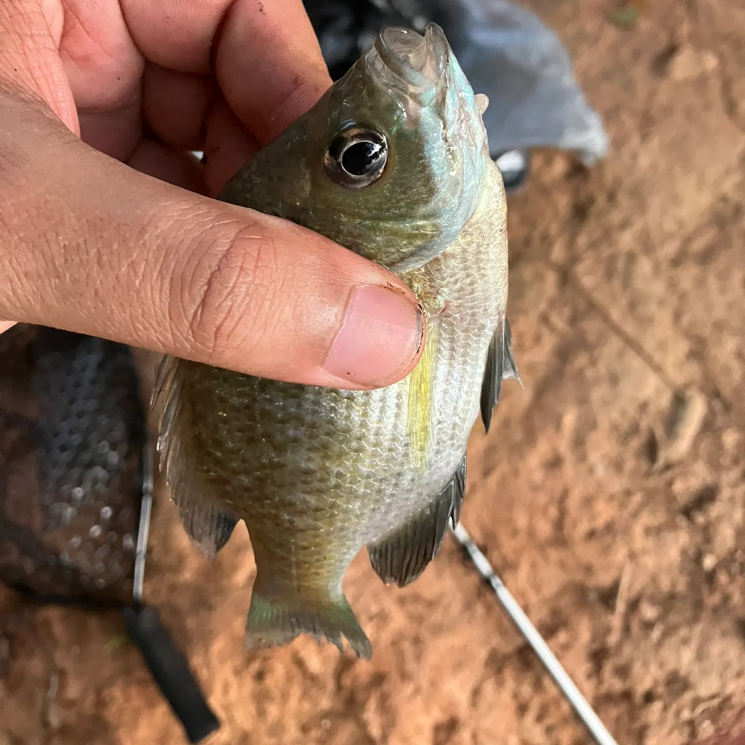 Bluegill caught on Fishbrain