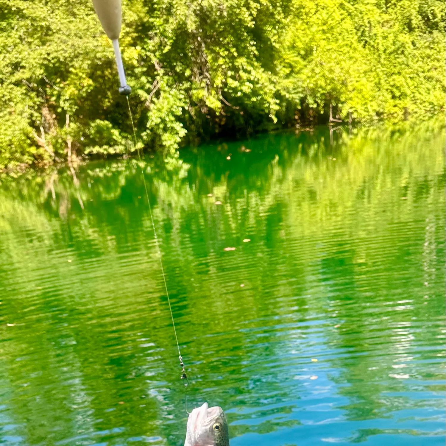 Rainbow trout caught on Fishbrain