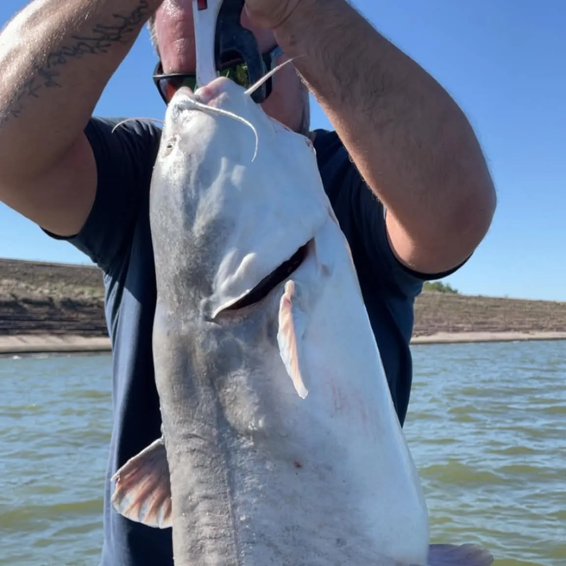 Blue catfish caught on Fishbrain