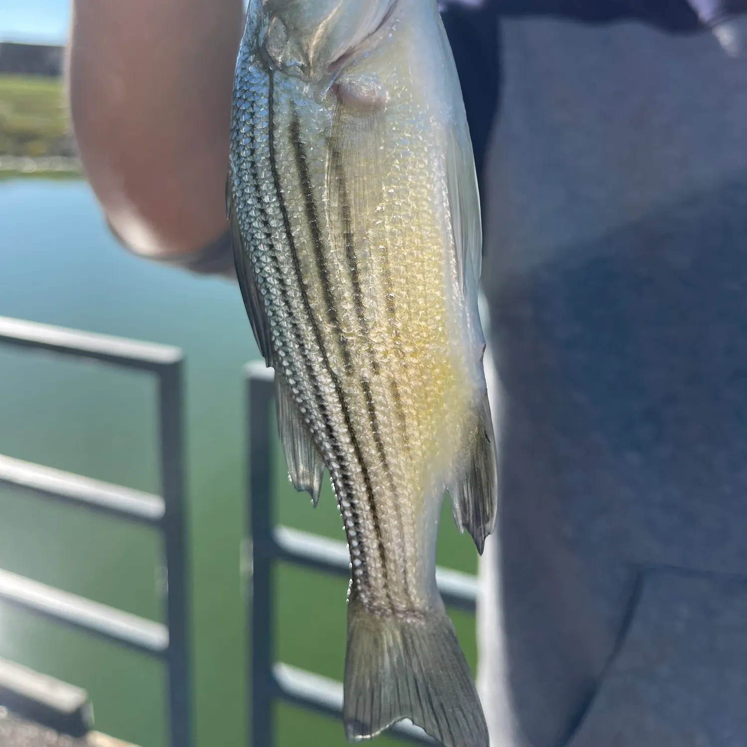 Yellow bass caught on Fishbrain