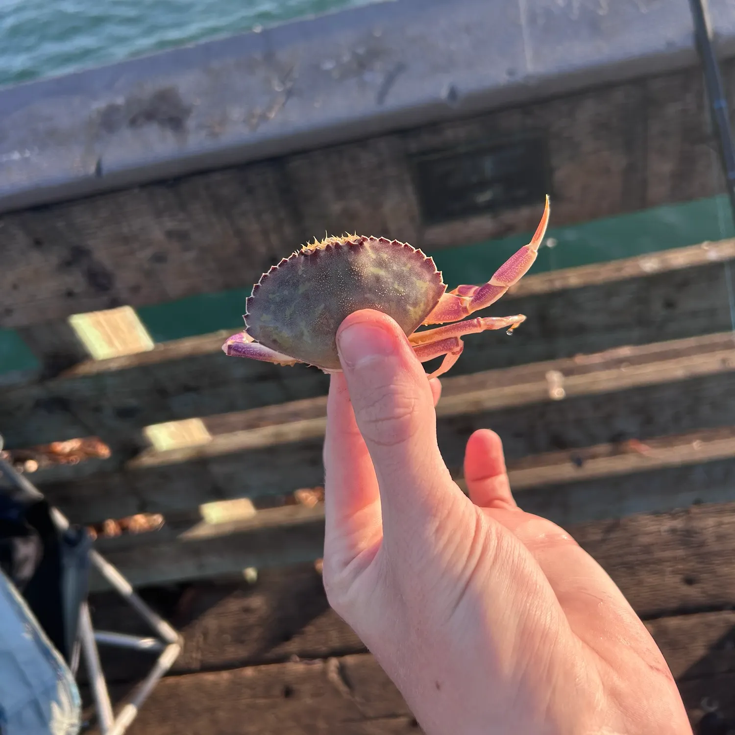 Dungeness crab caught on Fishbrain
