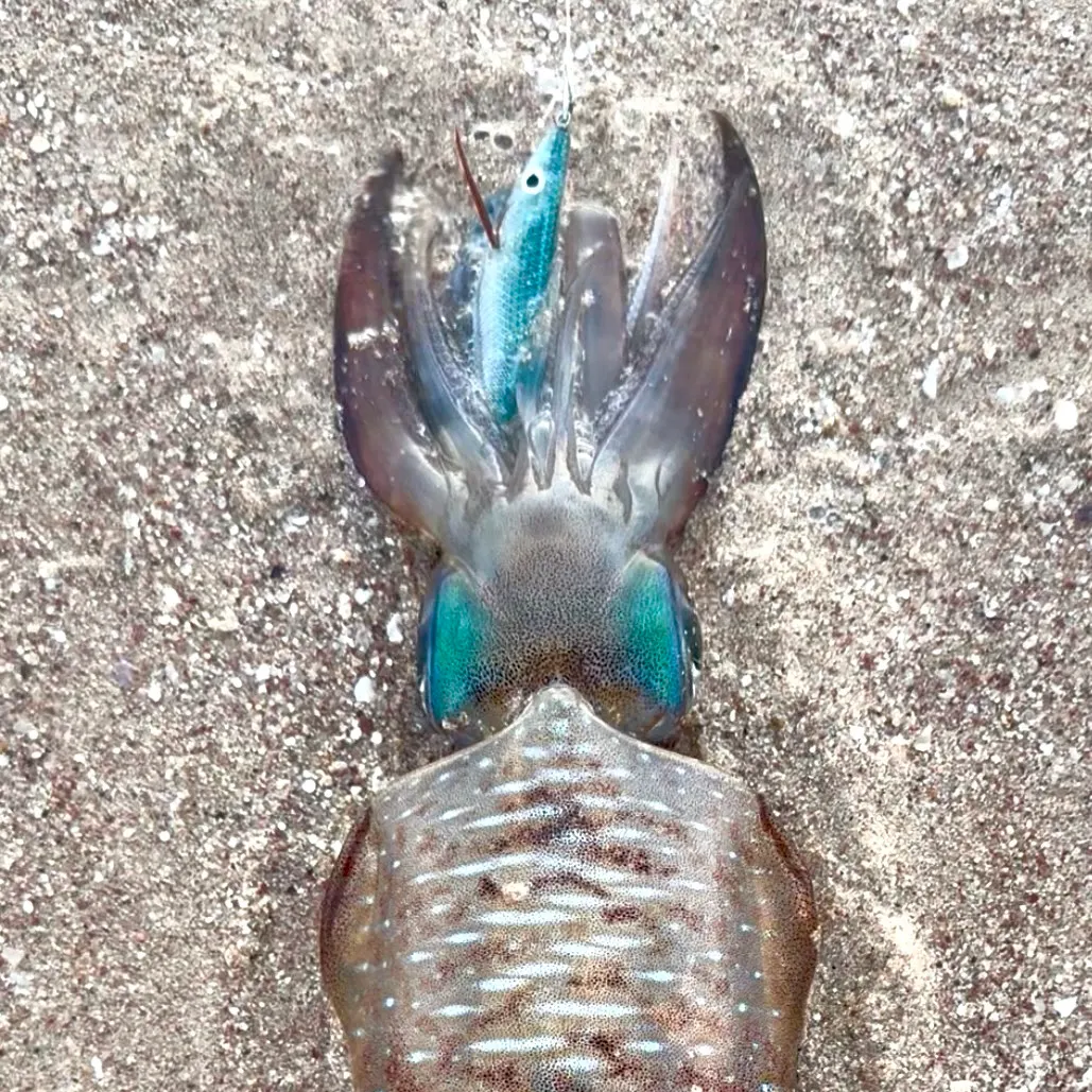 The most recent Bigfin reef squid catches on Fishbrain