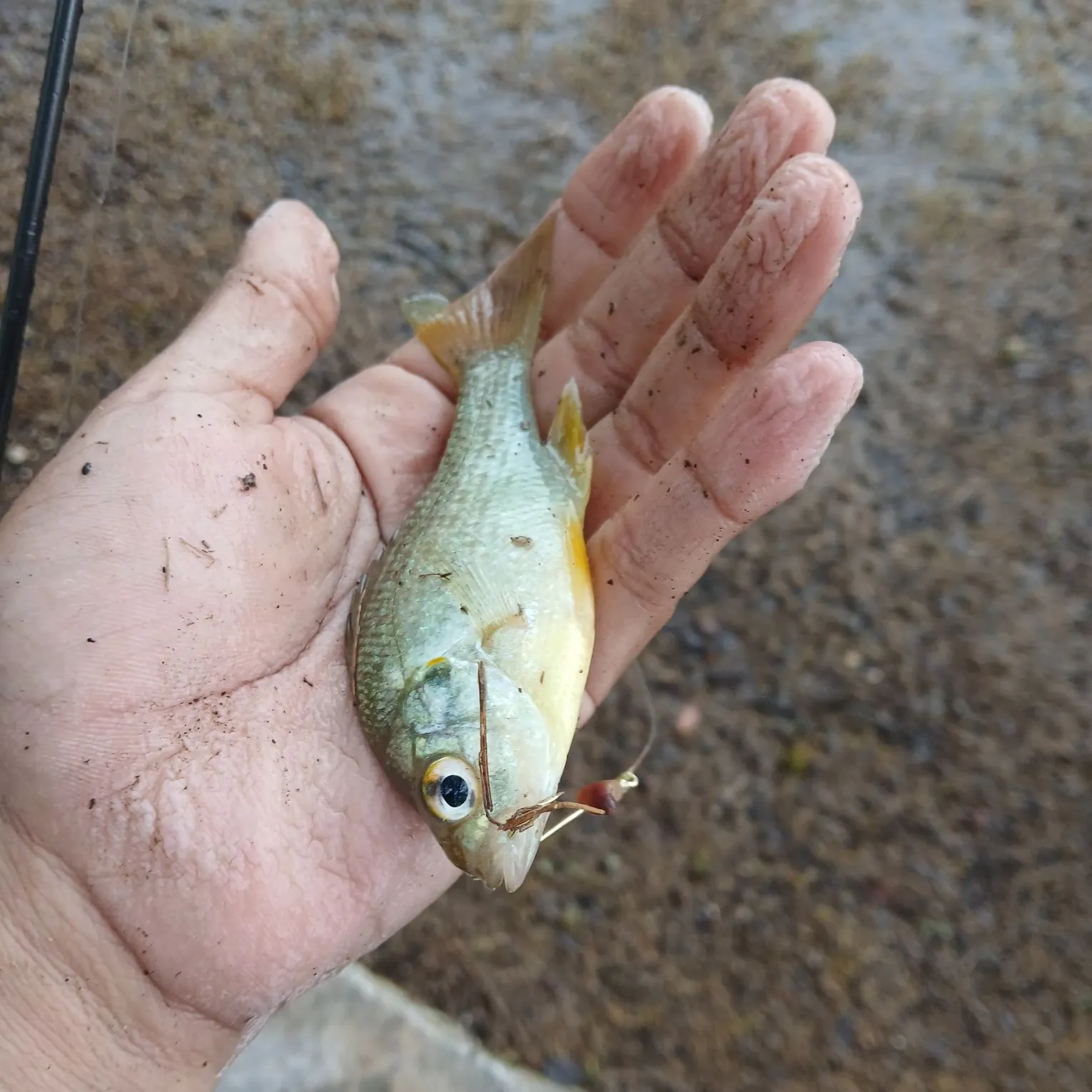 Green sunfish caught on Fishbrain
