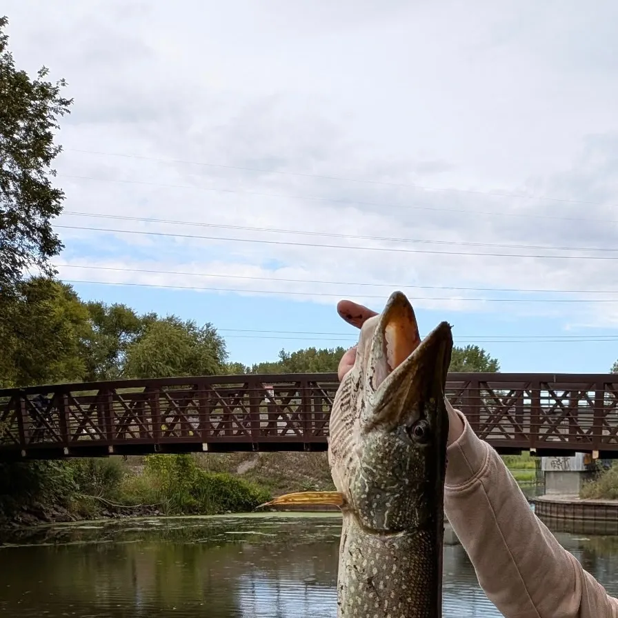Northern pike caught on Fishbrain