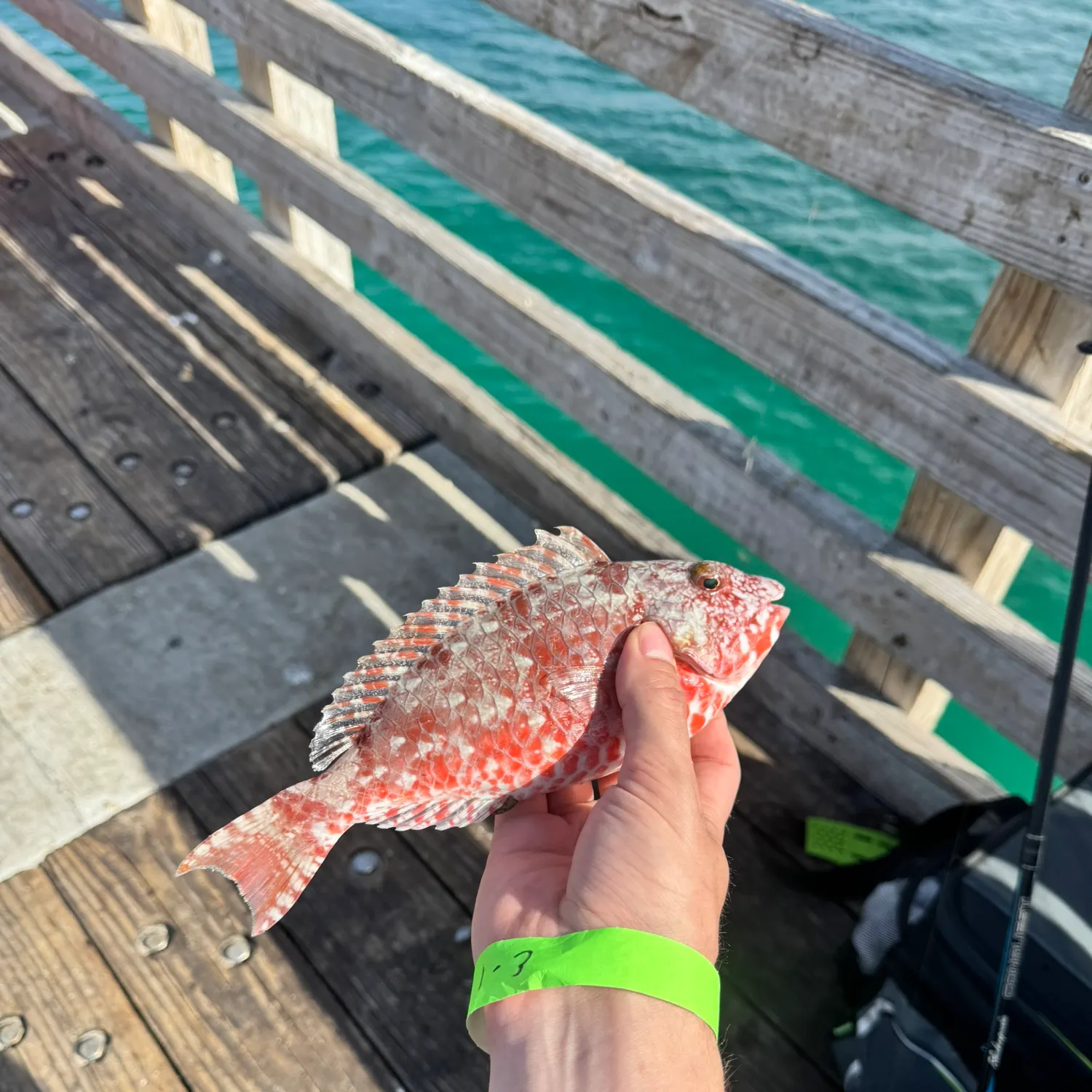 The most popular recent Japanese parrotfish catch on Fishbrain