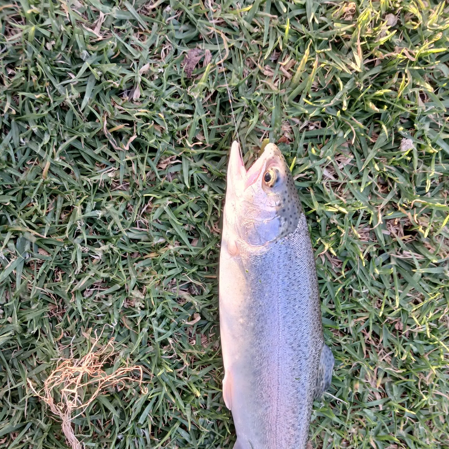 Rainbow trout caught on Fishbrain