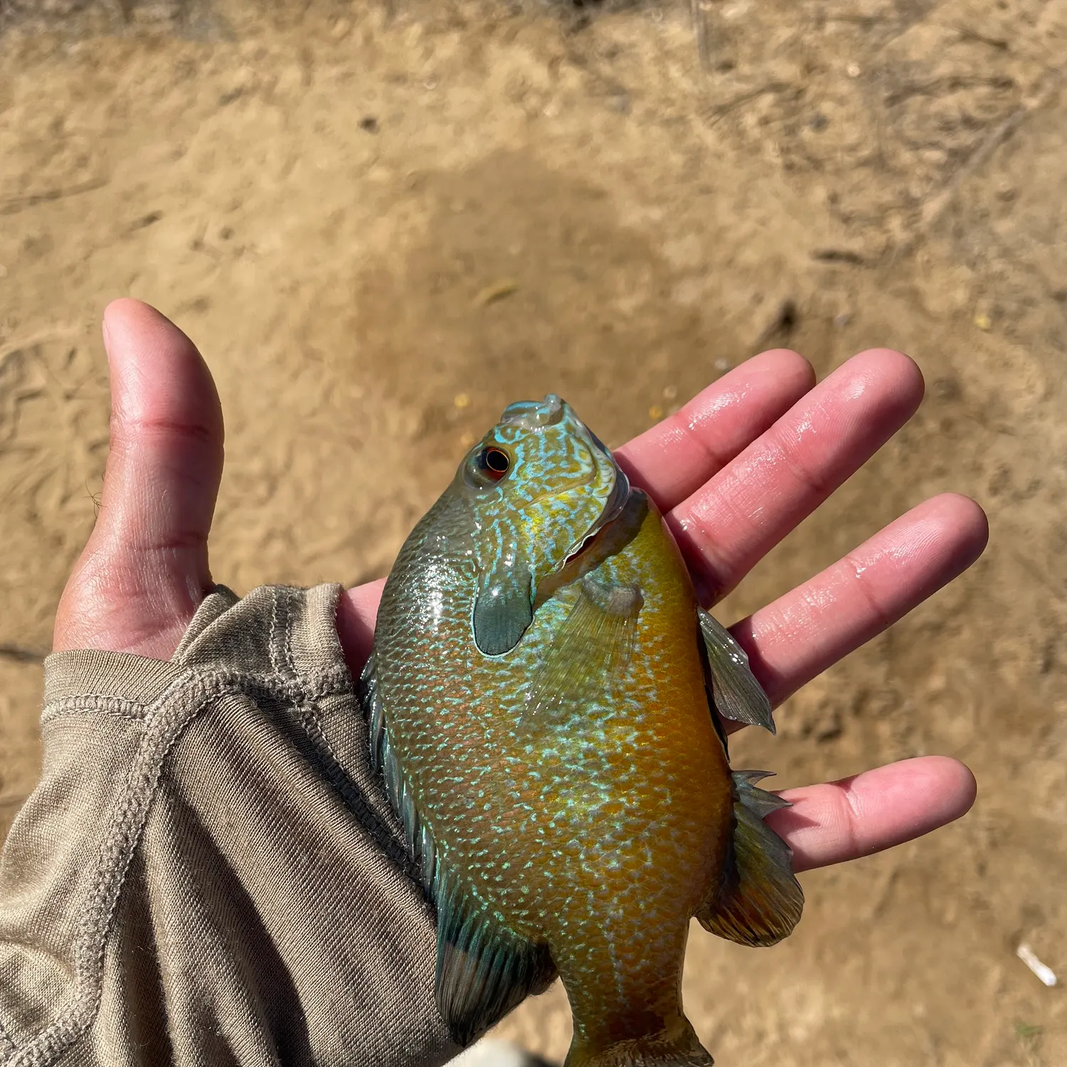 The most recent Wargill hybrid catches on Fishbrain