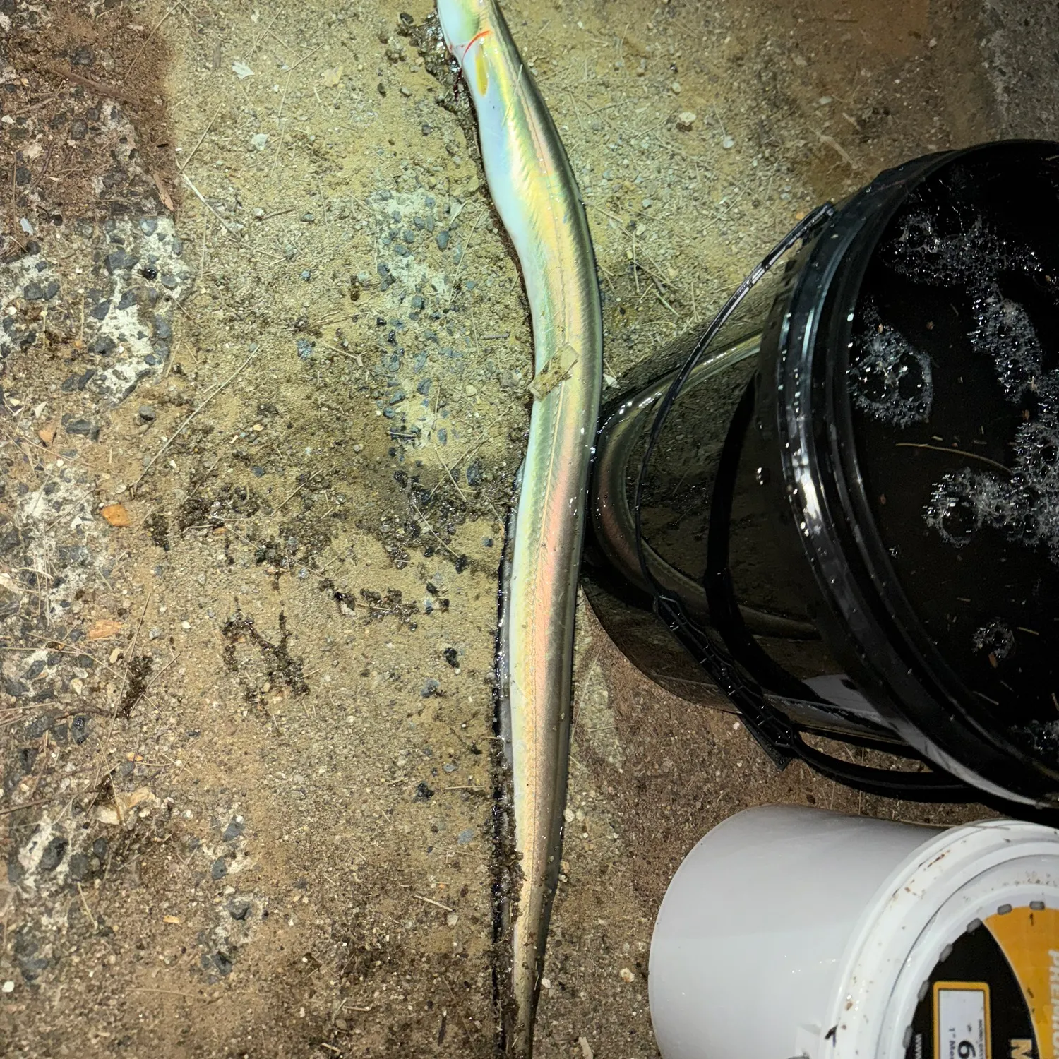 The most recent Common pike conger catches on Fishbrain