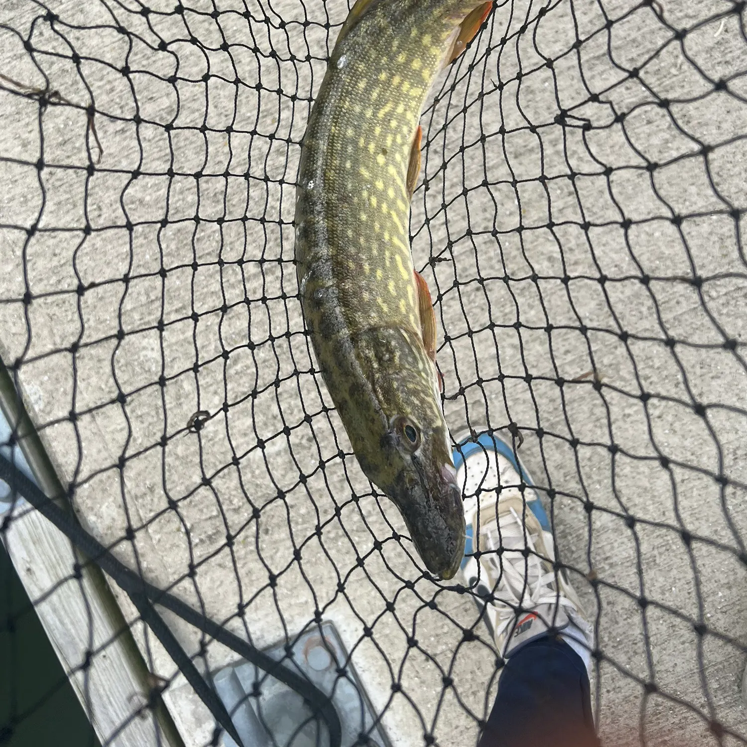 Northern pike caught on Fishbrain