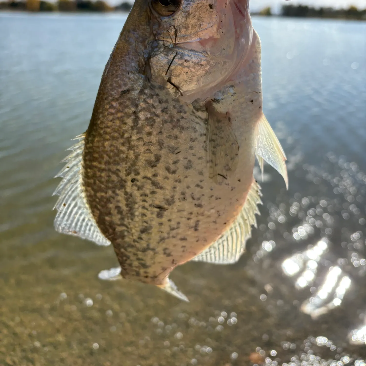 Black crappie caught on Fishbrain