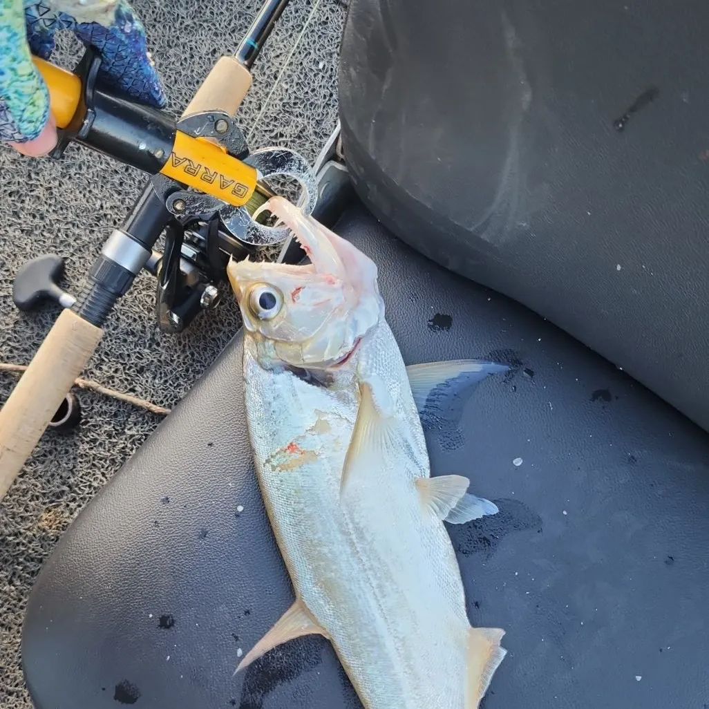 The most recent Vampire fish catches on Fishbrain
