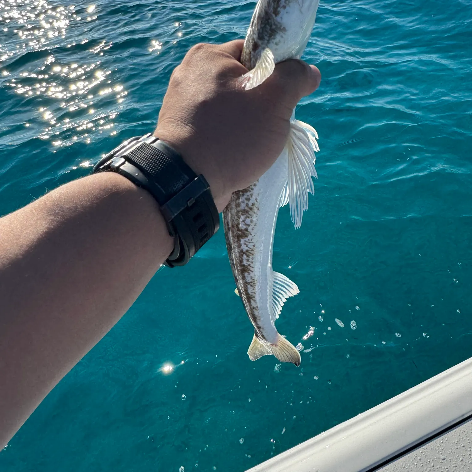 The most recent Inshore lizardfish catches on Fishbrain