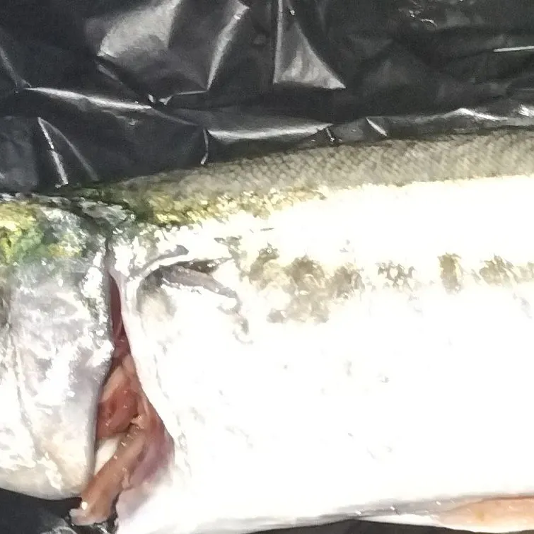 The most recent Blue mackerel catches on Fishbrain