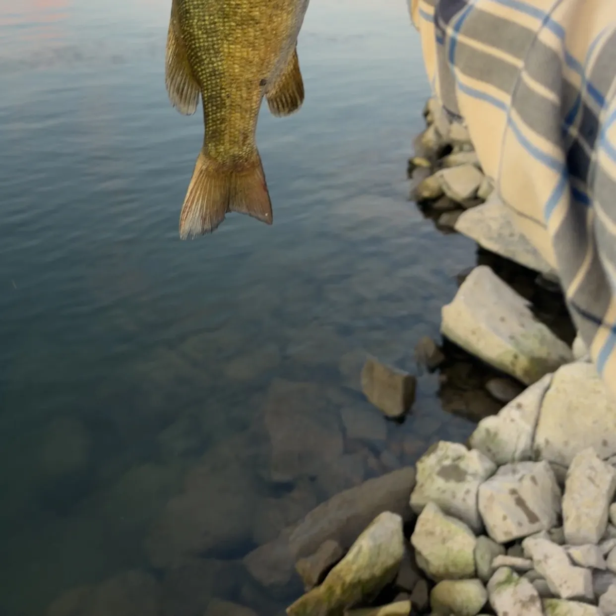 The most recent Smallmouth bass catches on Fishbrain