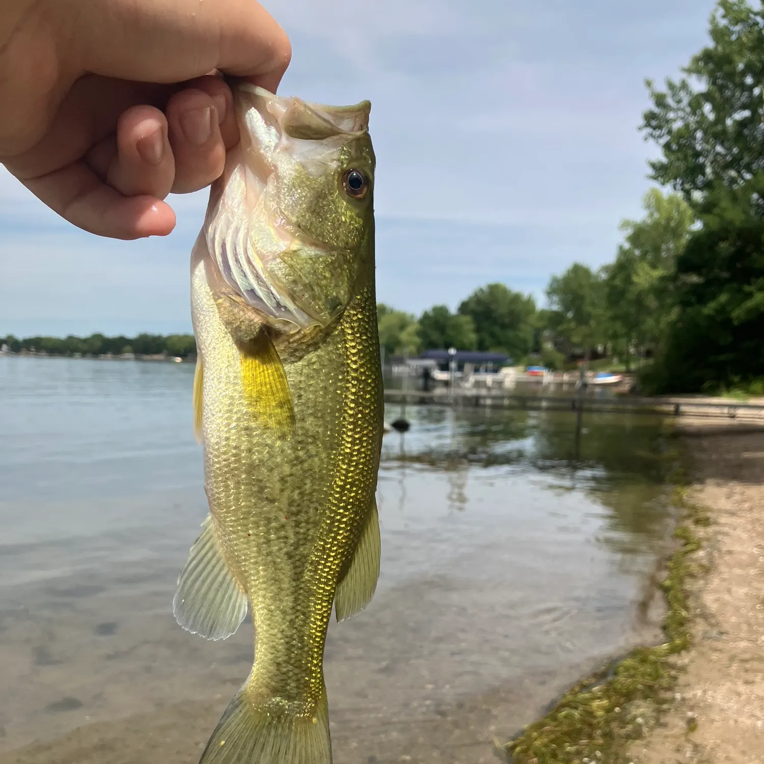 Largemouth bass caught on Fishbrain