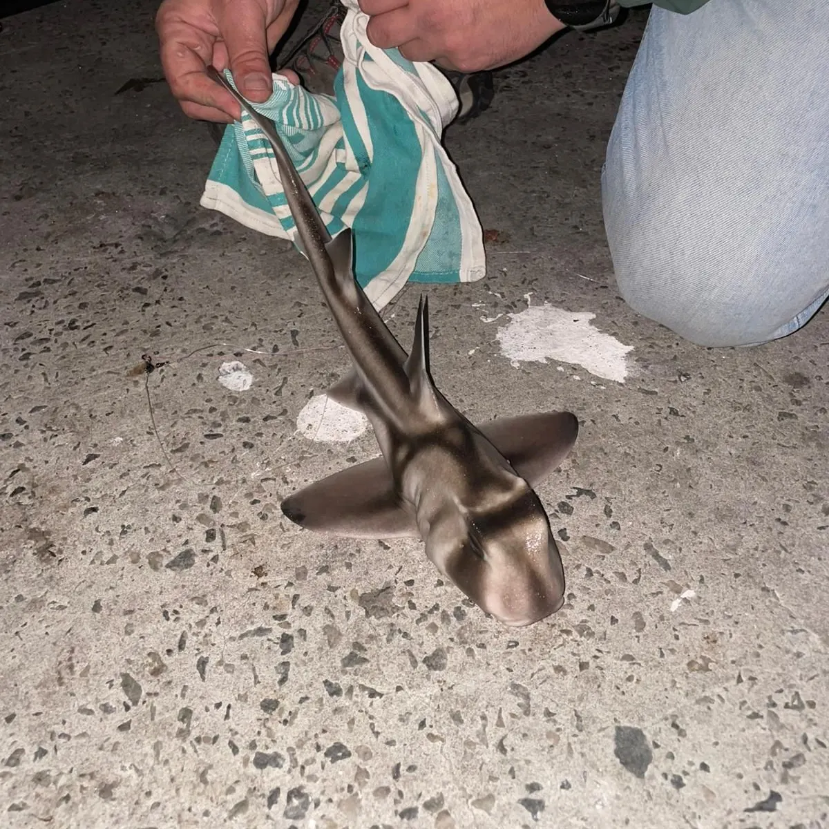 The most recent Port Jackson shark catches on Fishbrain