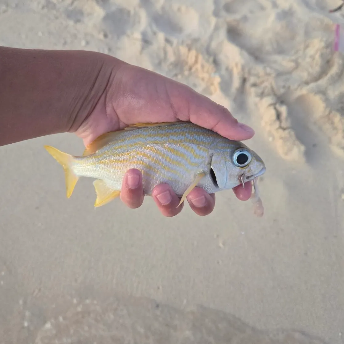 most liked catch image