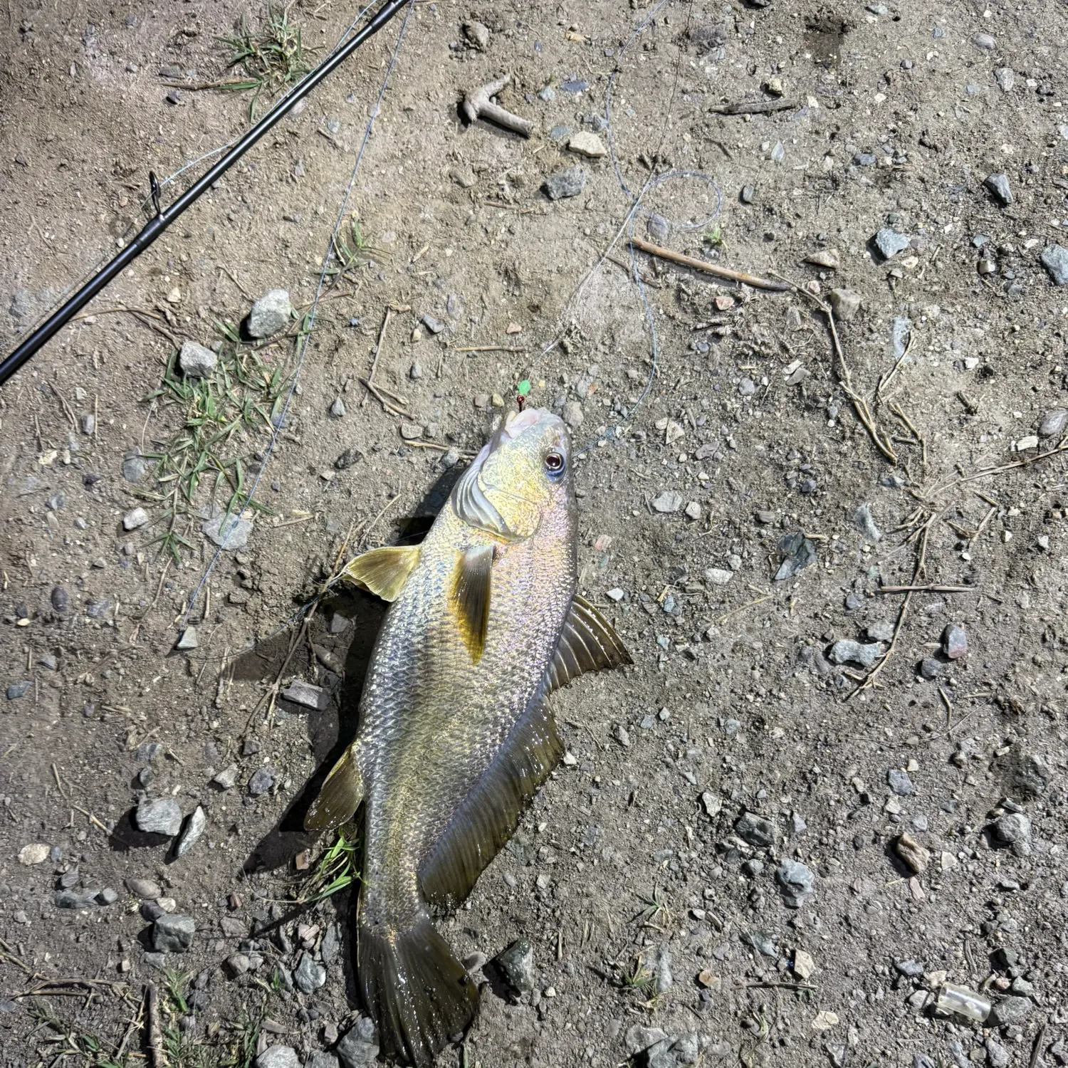 The most recent Japanese meagre catches on Fishbrain