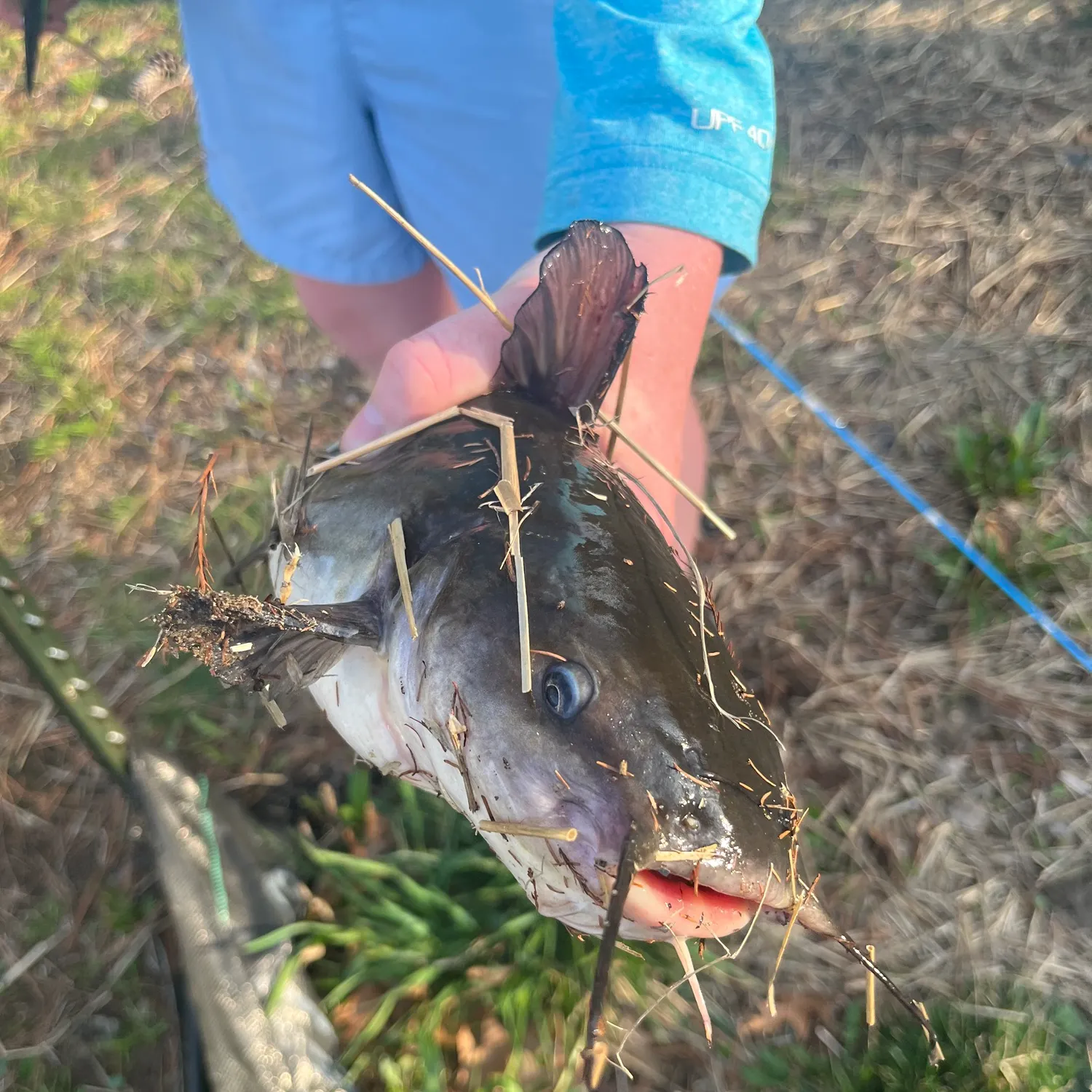 The most recent White bullhead catches on Fishbrain