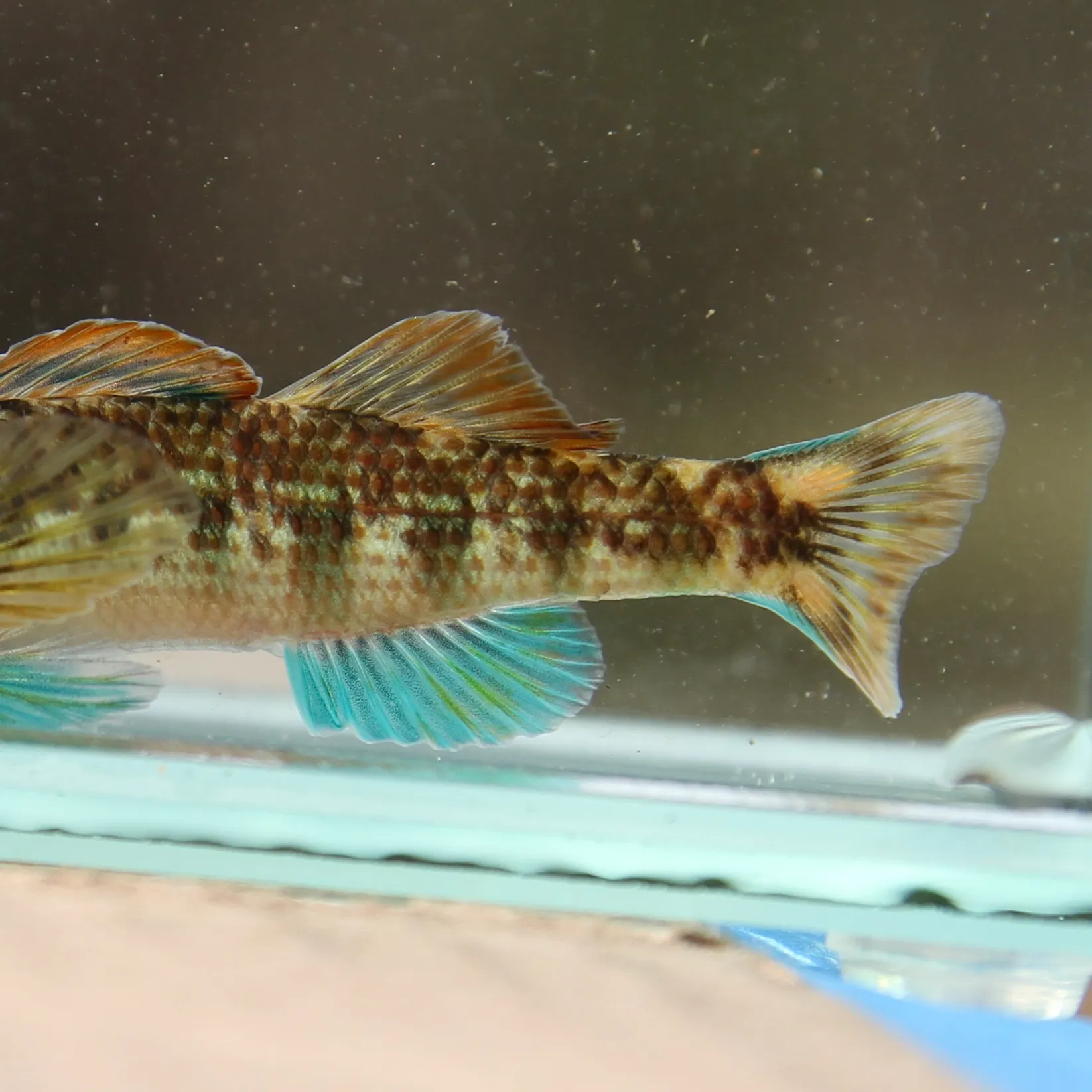 The most recent Seagreen darter catches on Fishbrain