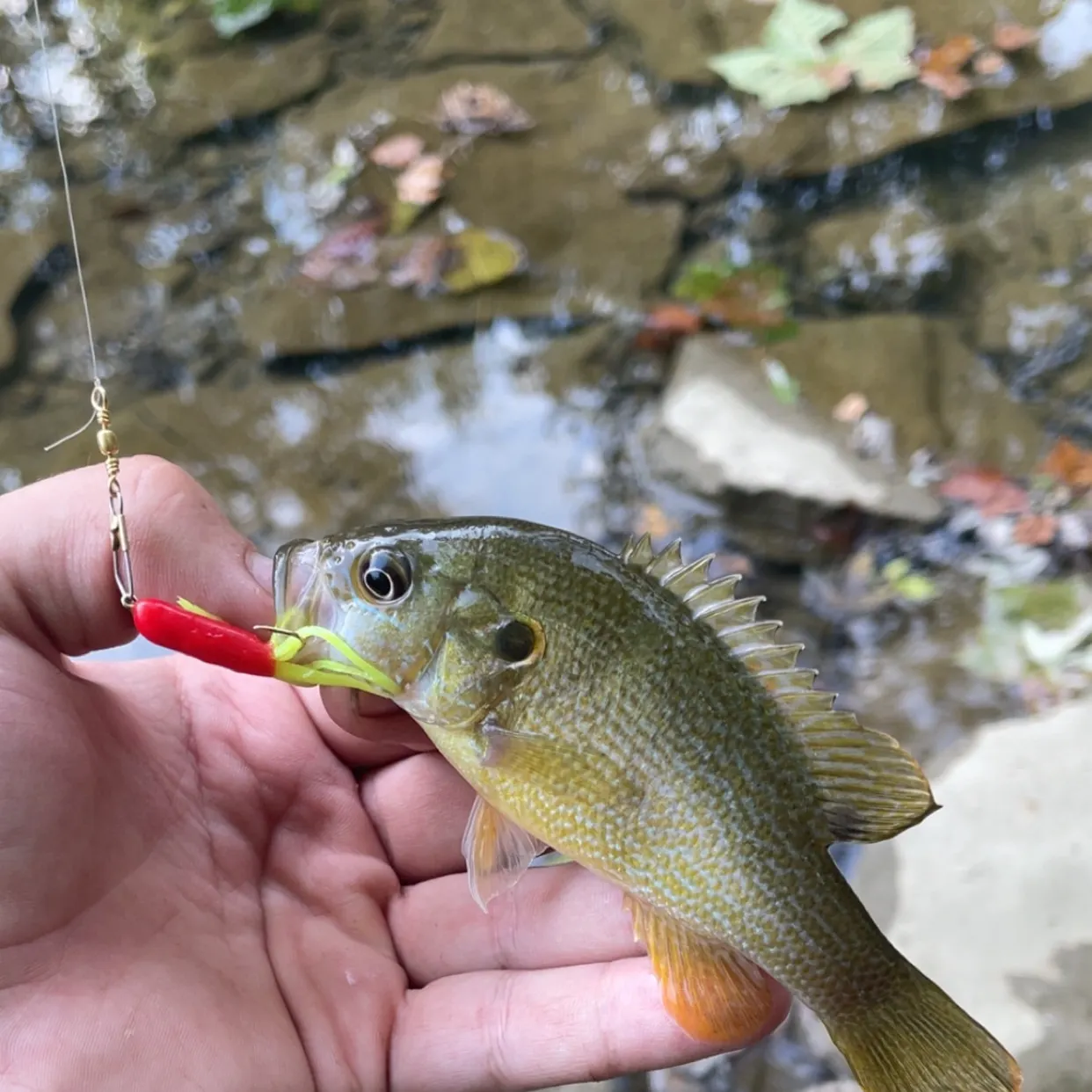 Green sunfish caught on Fishbrain