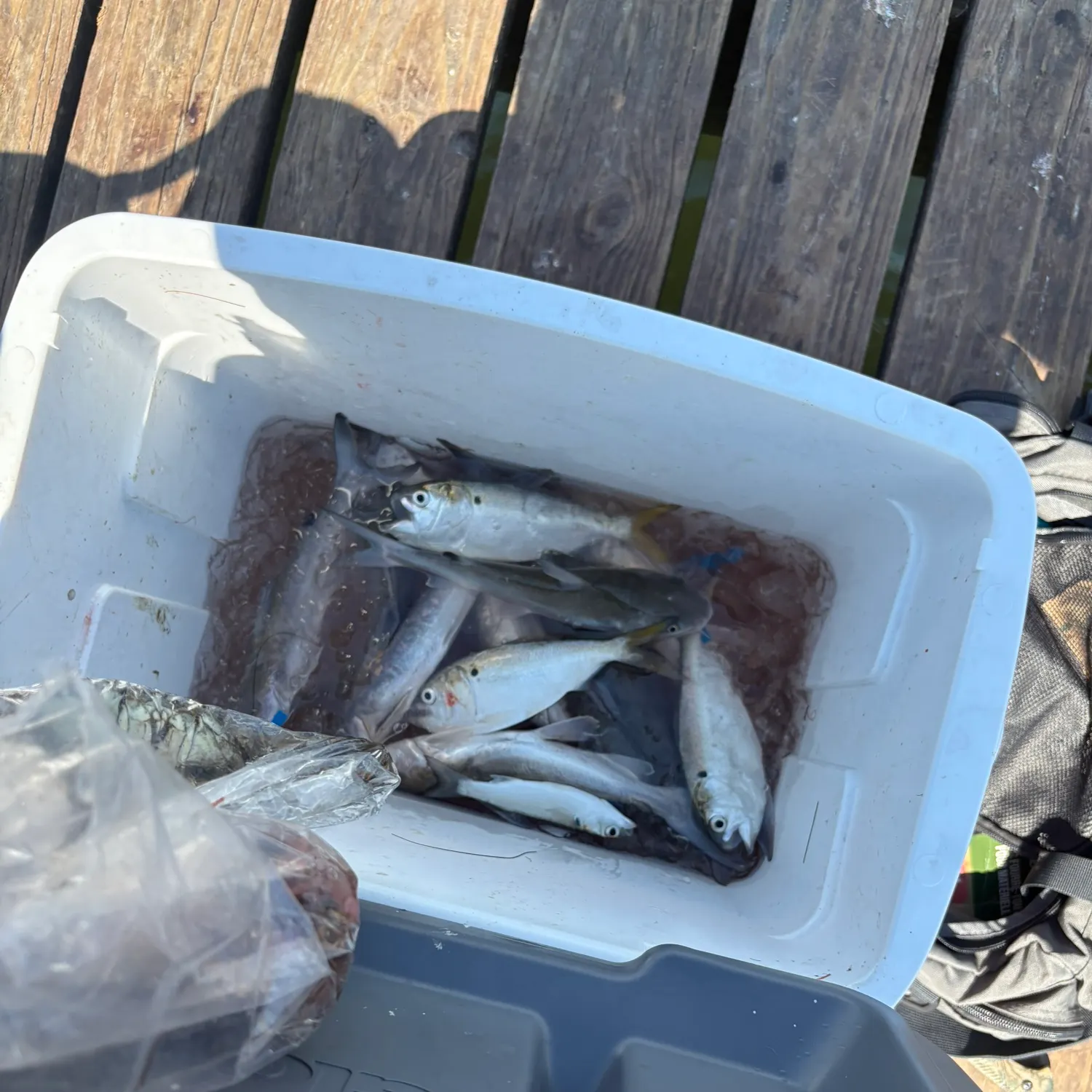 Fish caught on Fishbrain