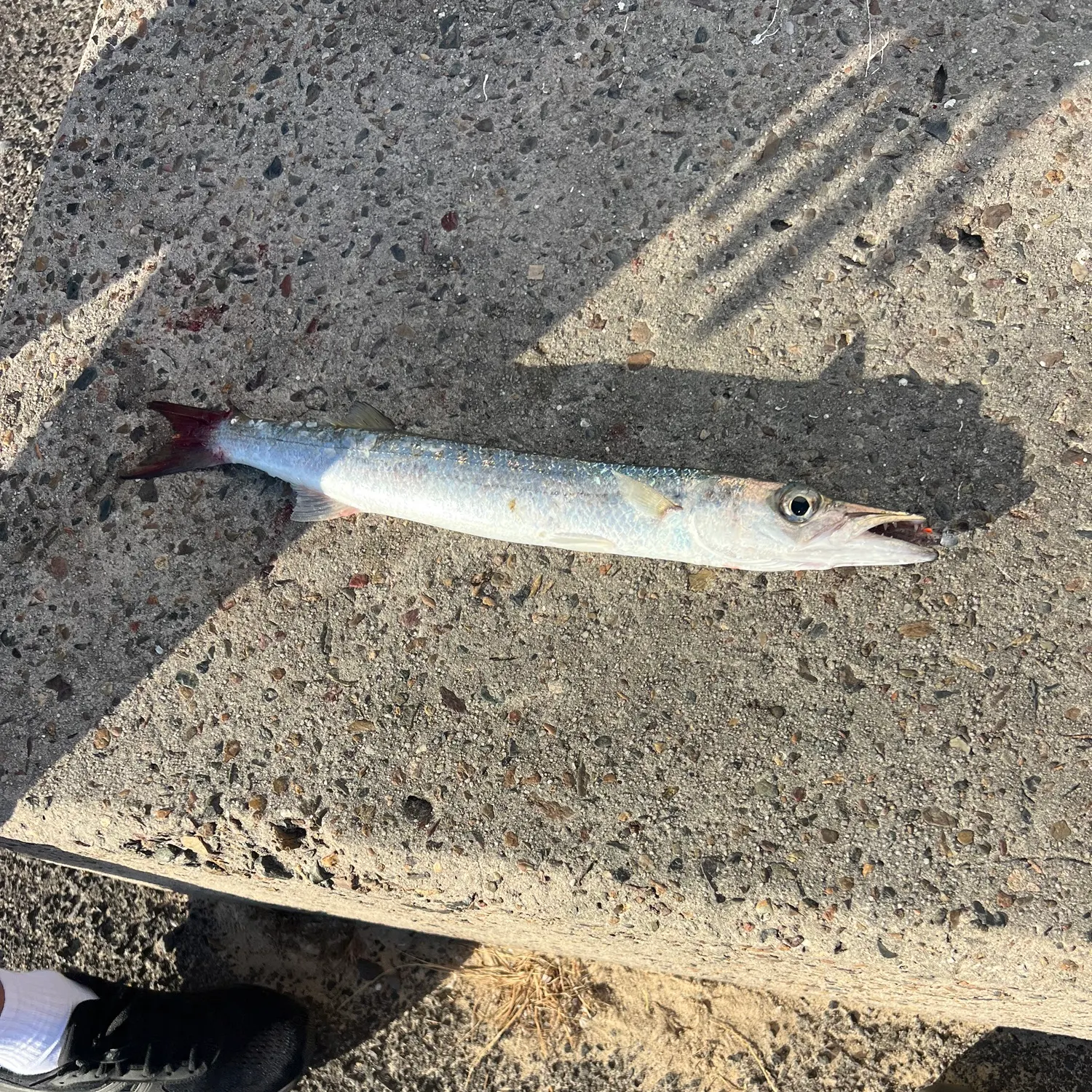 The most recent Pickhandle barracuda catches on Fishbrain