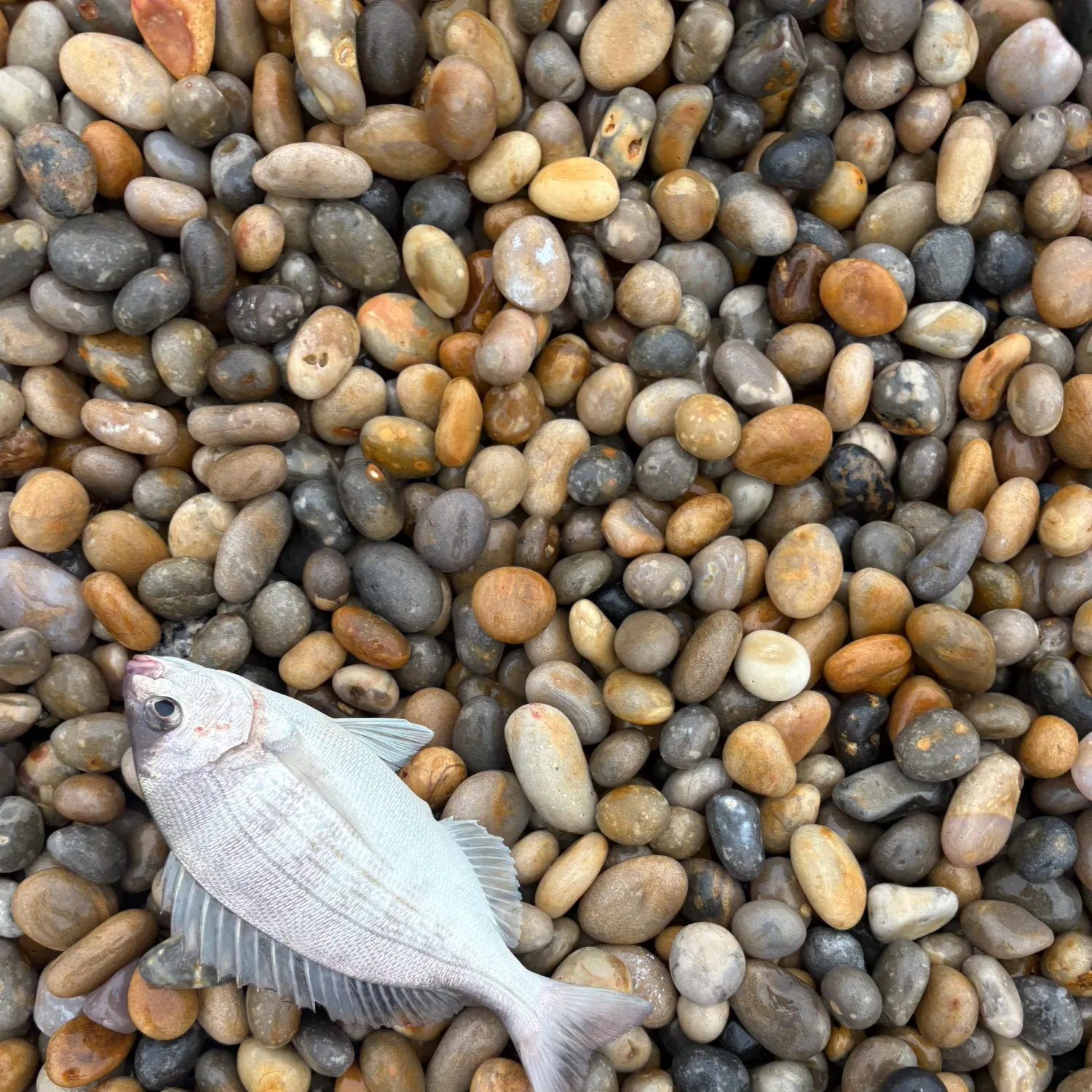 Black seabream caught on Fishbrain
