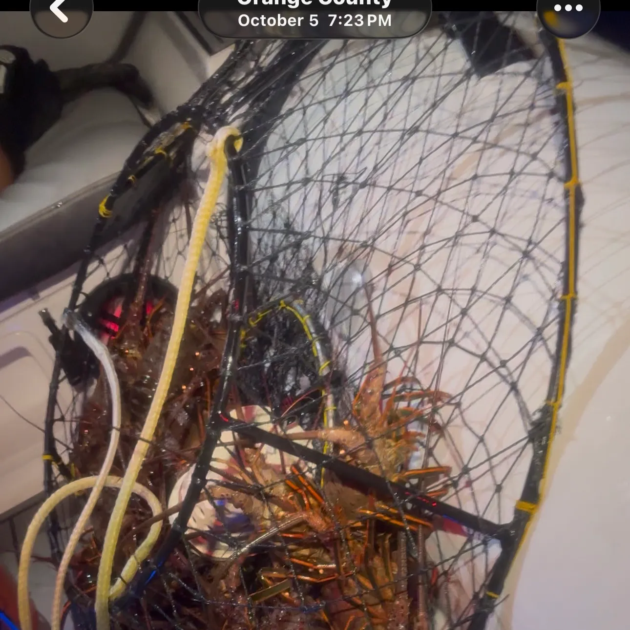 California spiny lobster caught on Fishbrain