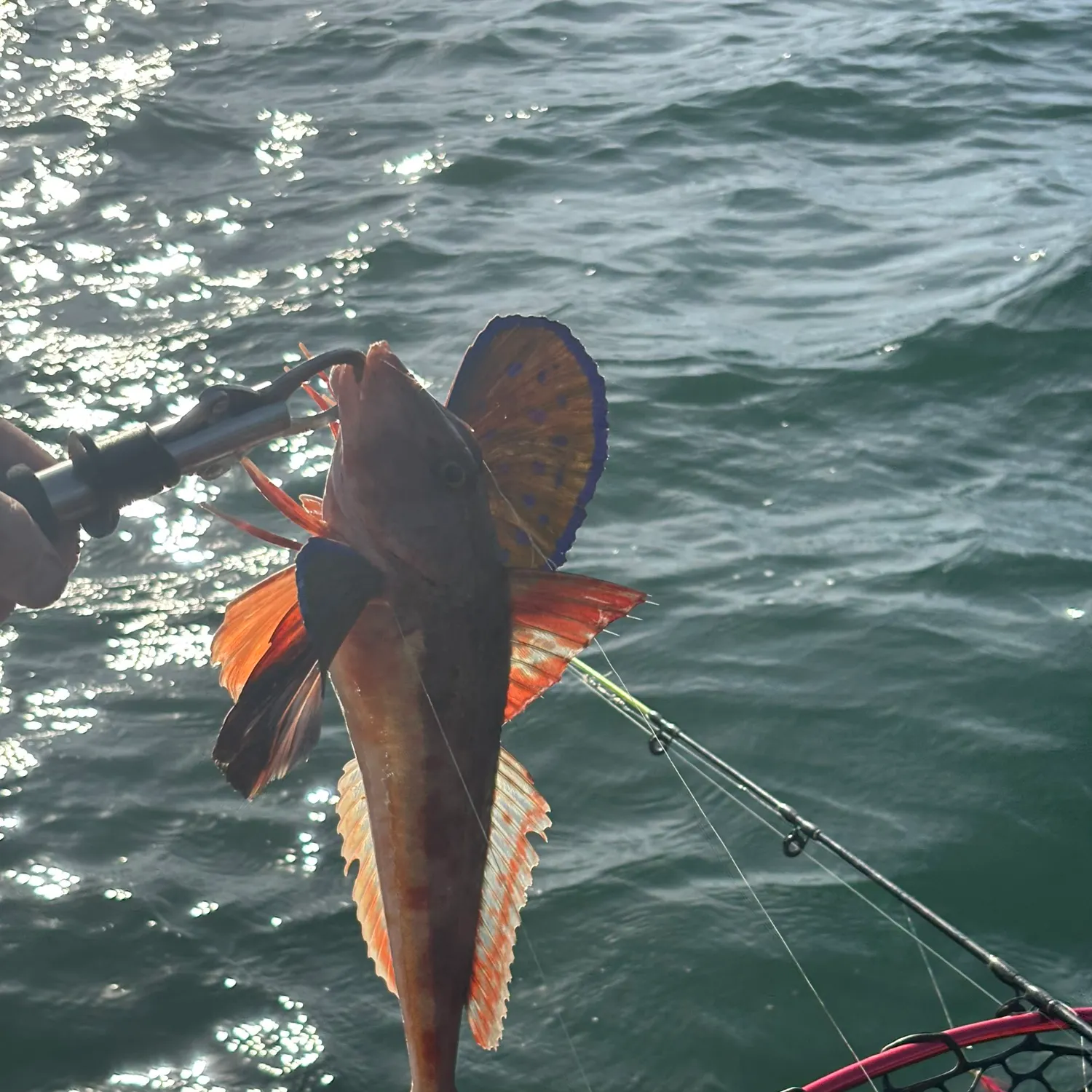 The most recent Red gurnard catches on Fishbrain