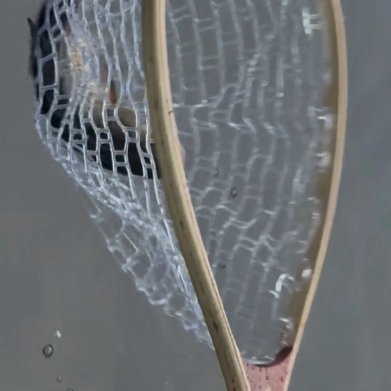 Fallfish caught on Fishbrain